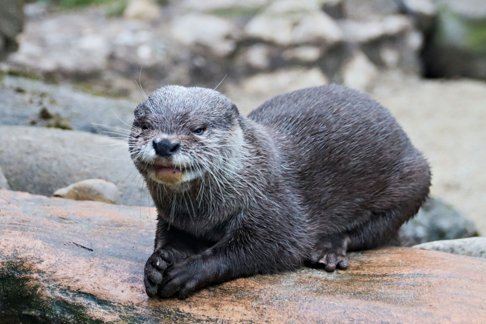 Canon EOS 77D (EOS 9000D / EOS 770D) sample photo. Otter, fluvial, lying photography