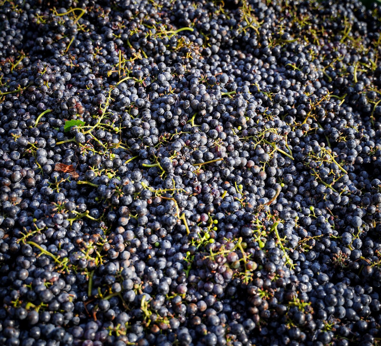 Sony a7 III + Tamron 28-75mm F2.8 Di III RXD sample photo. Grapes, harvest, vines photography