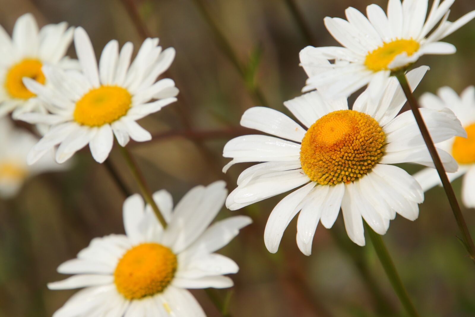 Canon EOS 800D (EOS Rebel T7i / EOS Kiss X9i) sample photo. Daisy, flowers, aster photography