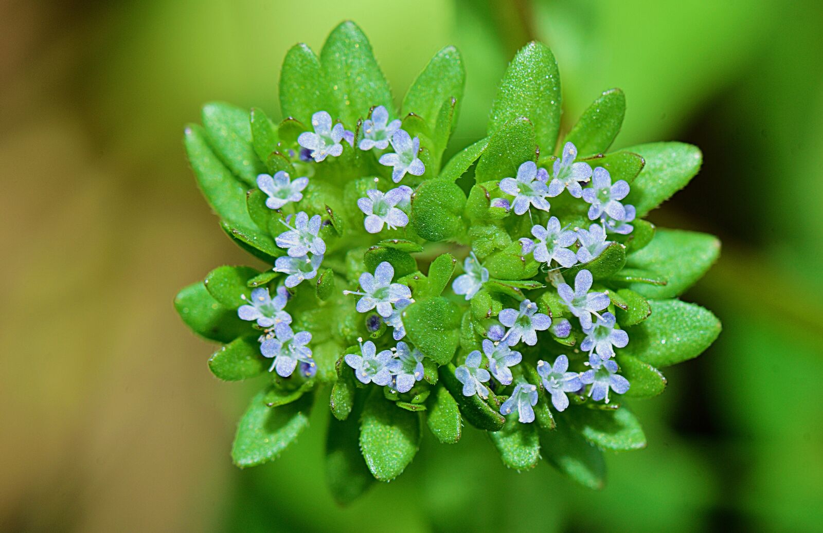Nikon D5300 sample photo. Flowers, plants, garden photography