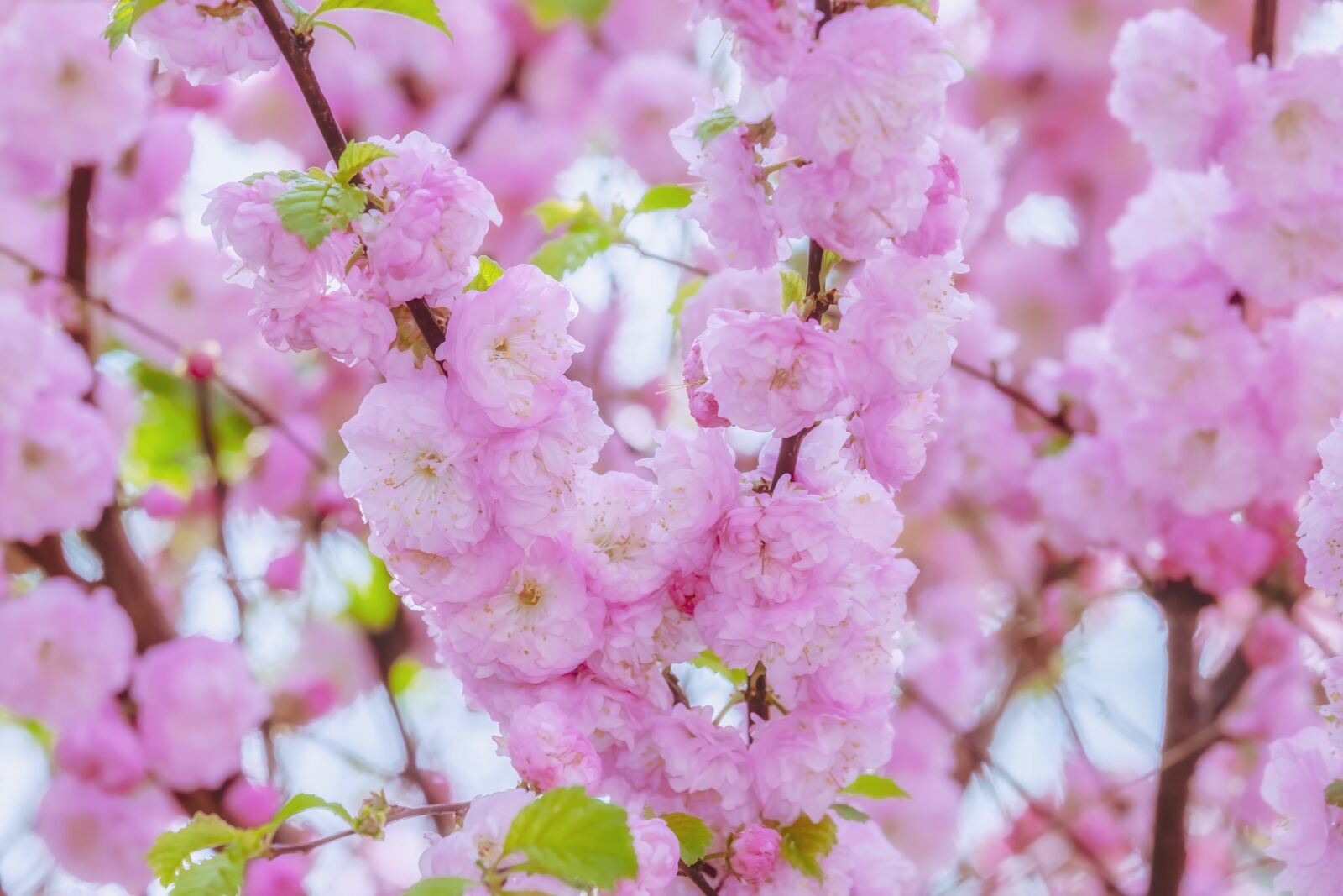 Fujifilm XF 55-200mm F3.5-4.8 R LM OIS sample photo. Japanese cherry, tree, spring photography