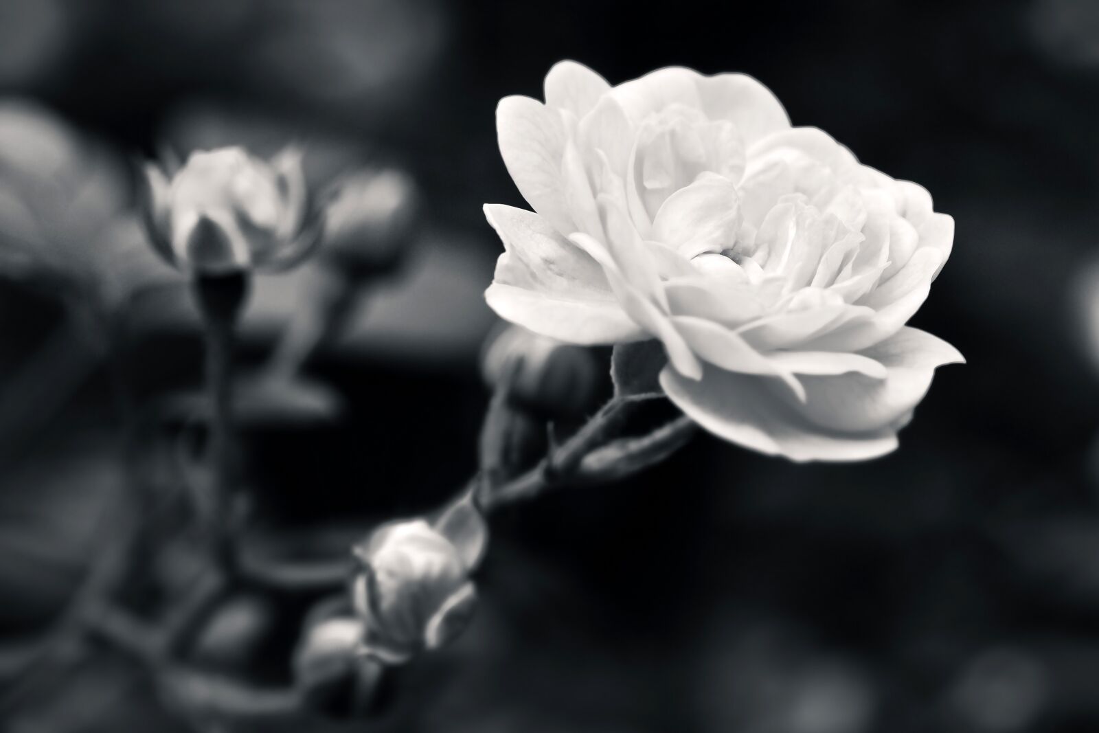 Olympus OM-D E-M10 sample photo. Rose, flower, blossom photography