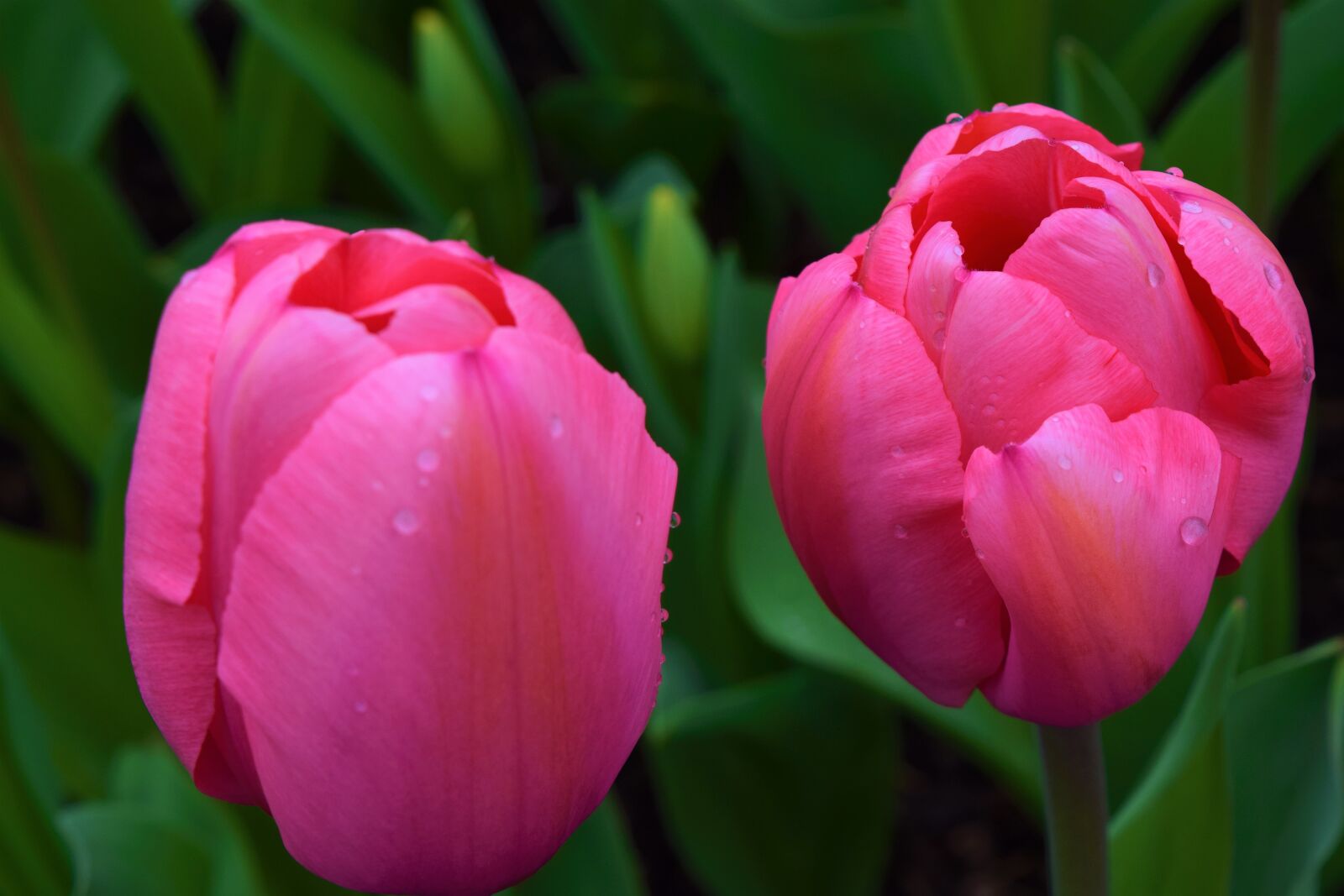 Nikon D3300 sample photo. Pink, tulips, pair photography