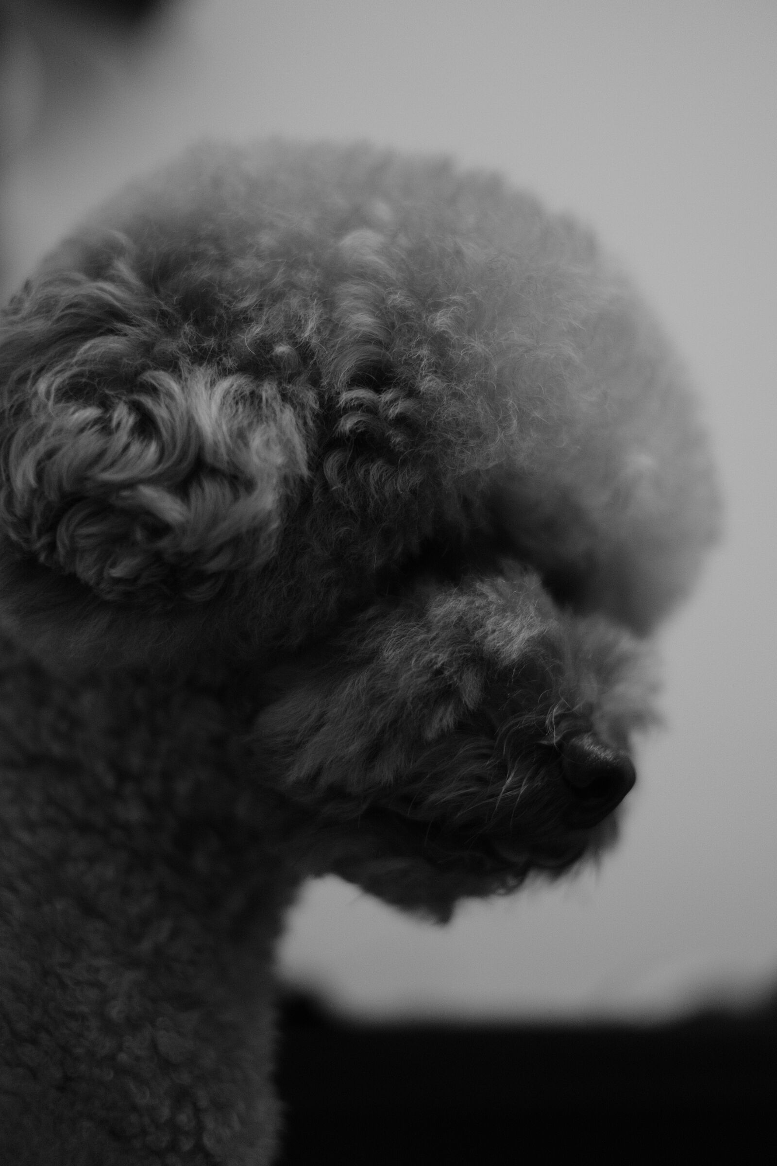 Fujifilm X-T20 sample photo. Pet, dog, pets photography