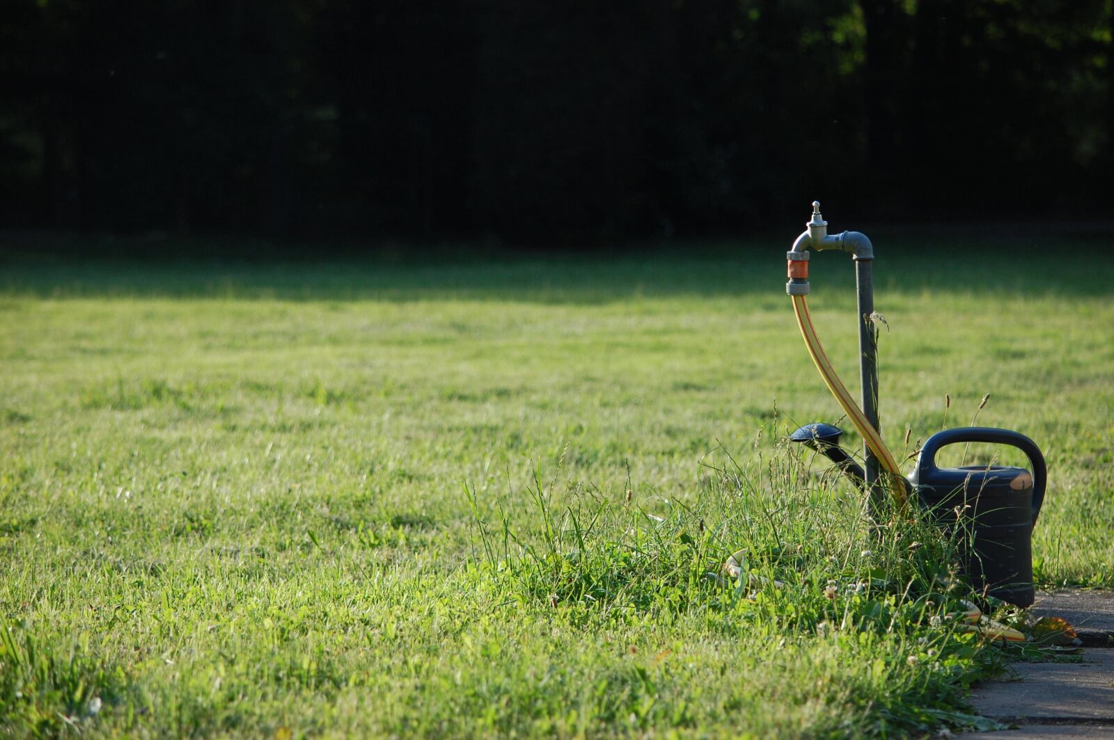 Nikon D40 sample photo. Garden, watering can, water photography
