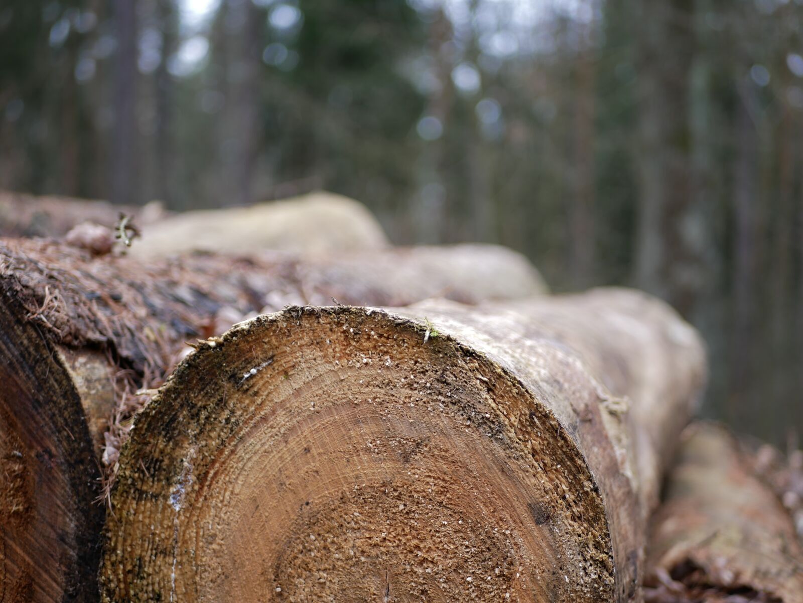 Panasonic Lumix DMC-GX85 (Lumix DMC-GX80 / Lumix DMC-GX7 Mark II) sample photo. Tree, wood, tribe photography