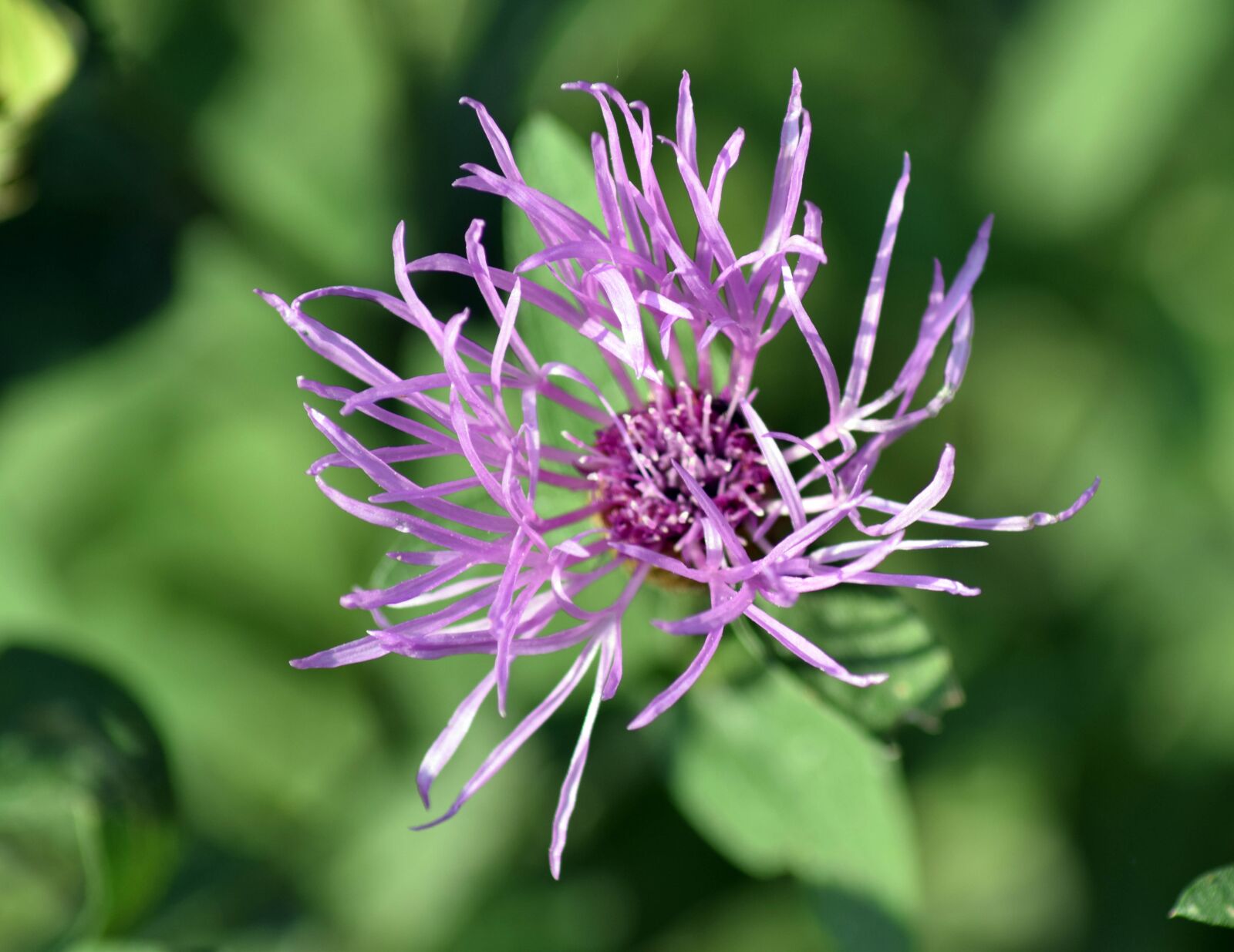 Nikon D3300 sample photo. Wild flower, close up photography