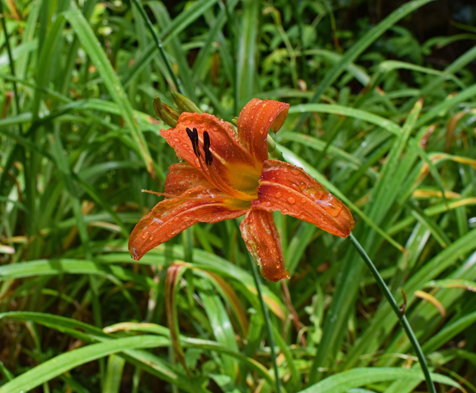 Nikon D3300 sample photo. Rain-wet daylily, rain, flower photography