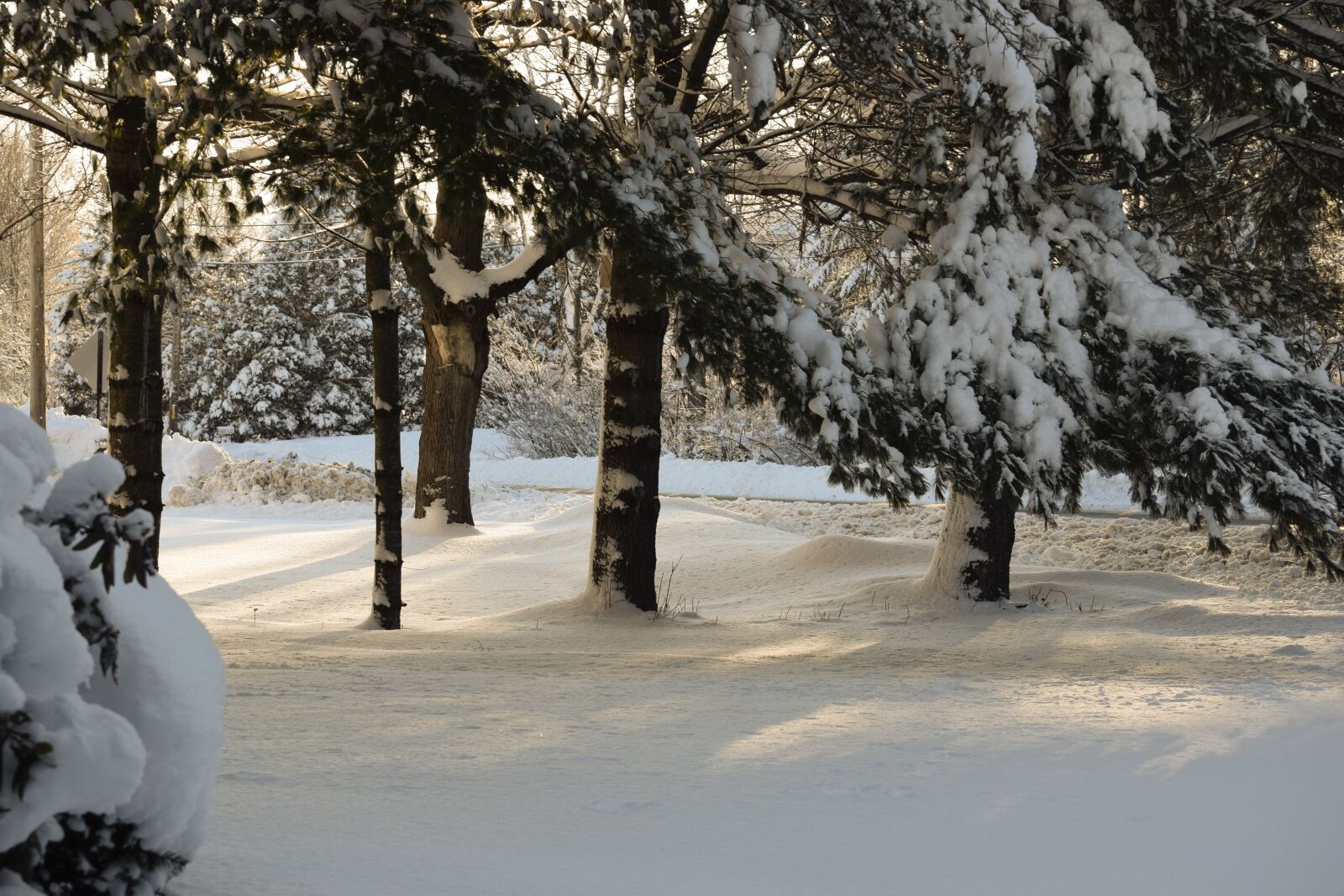 Nikon D5300 sample photo. Snow, winter, tree photography