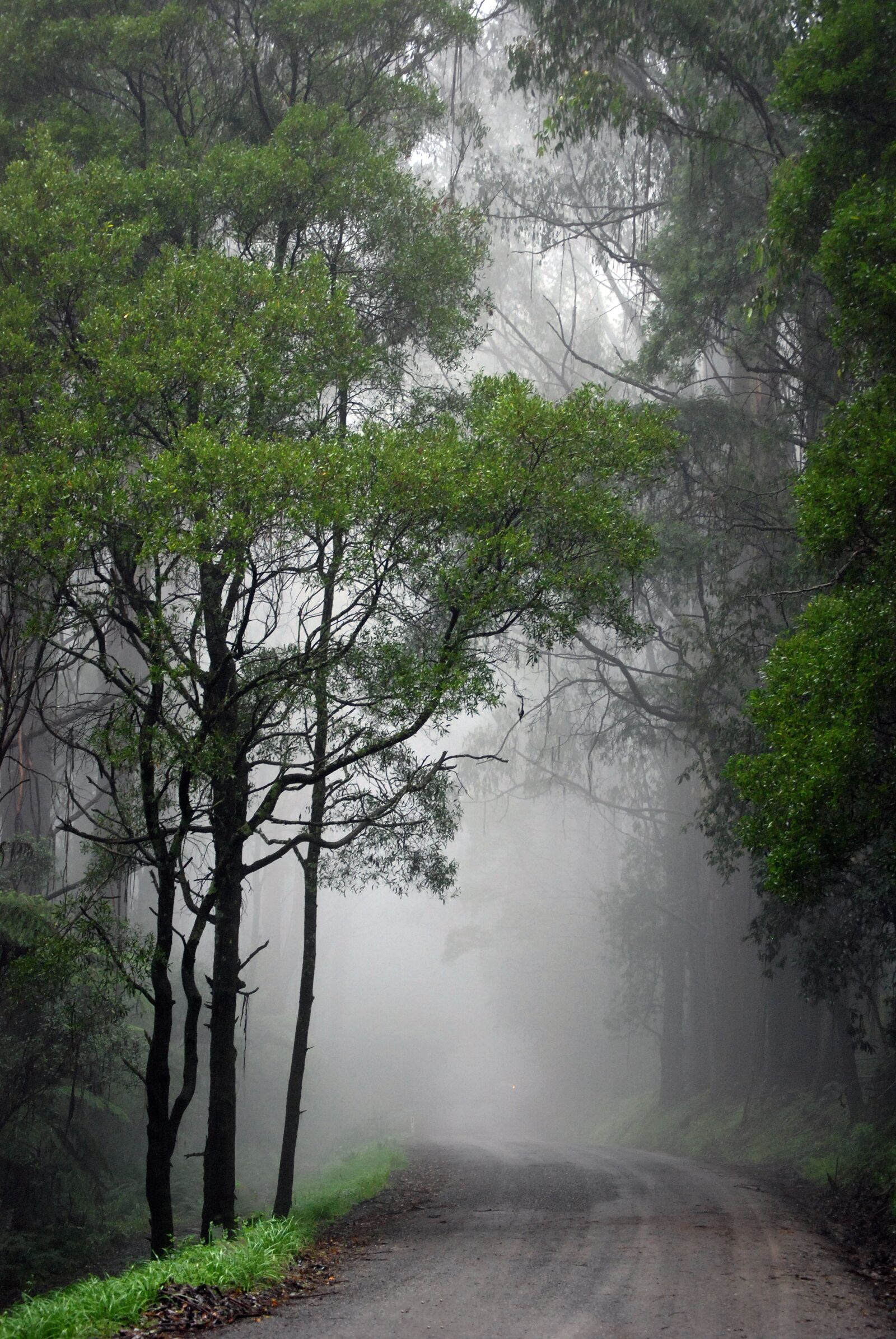 Nikon D80 sample photo. Mist, fog, forest photography