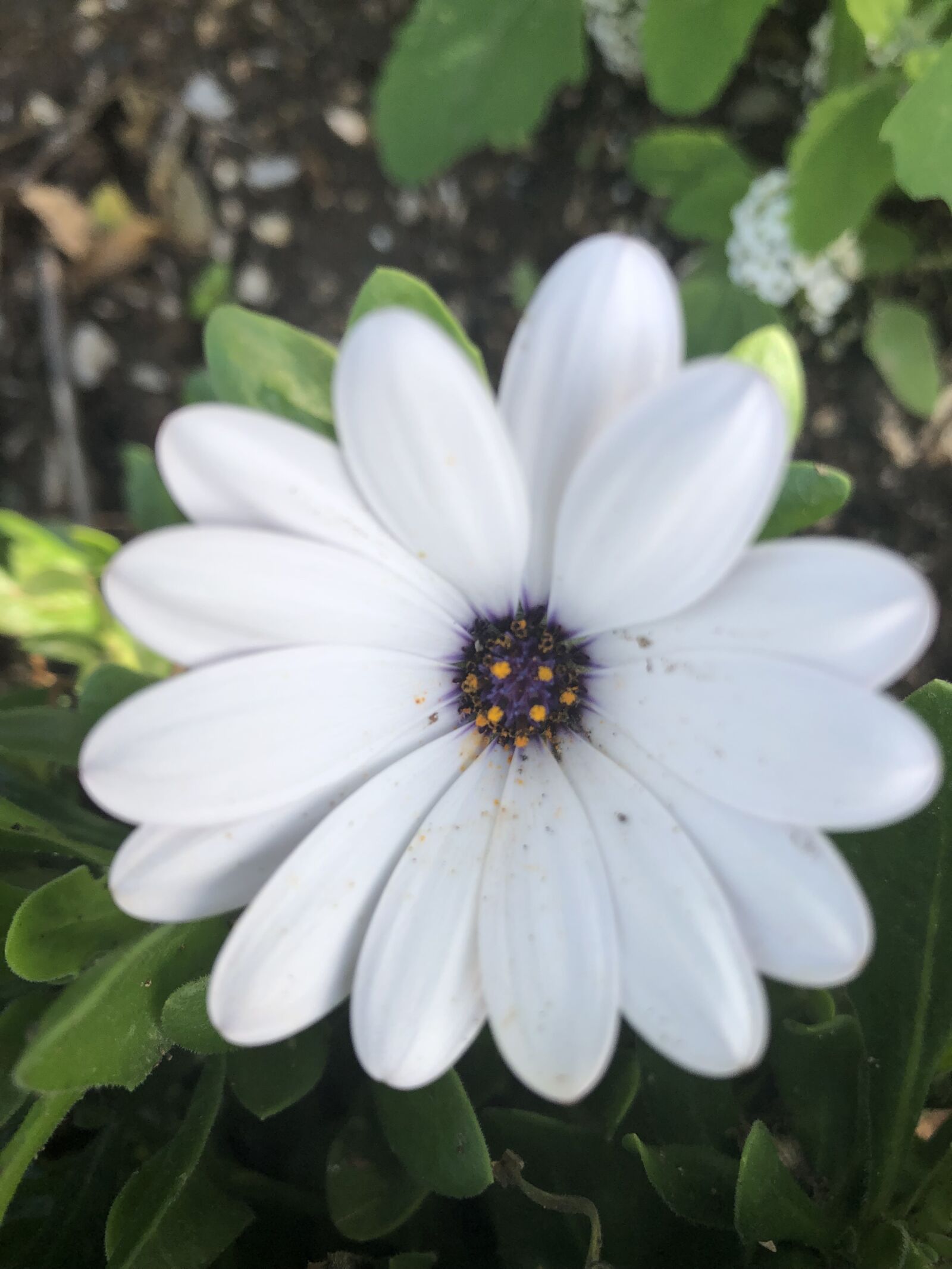 iPhone 8 back camera 3.99mm f/1.8 sample photo. Capri, travel, coastline photography