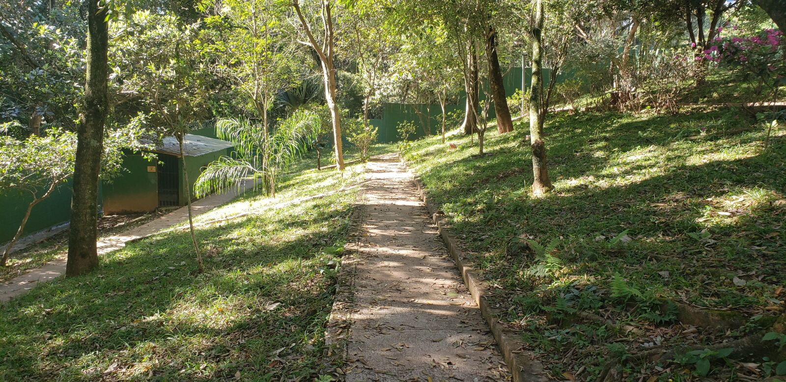 Samsung Galaxy Note9 sample photo. Path, forest, shrubs photography