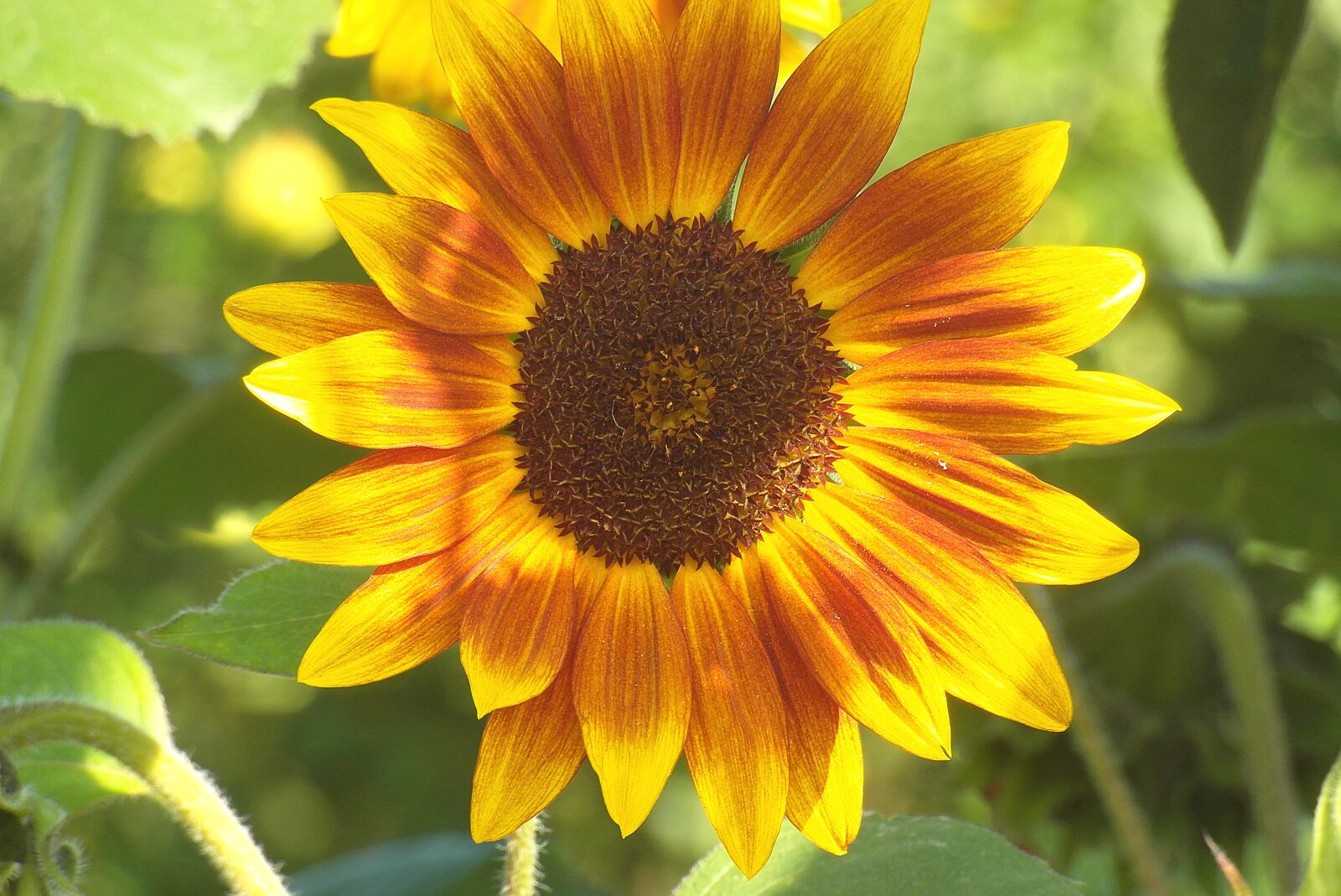 Samsung WB750 sample photo. Sunflower, garden, flower photography
