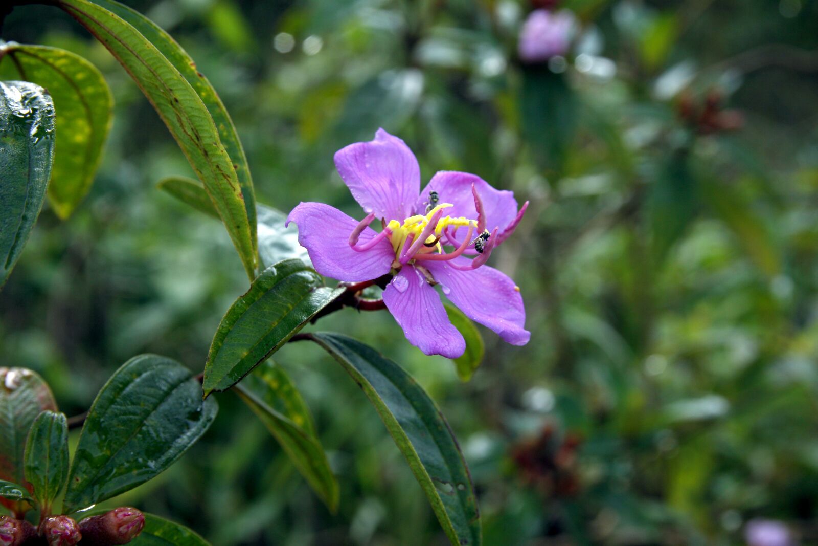 Canon EOS 50D sample photo. Flowers, leaves, bee photography