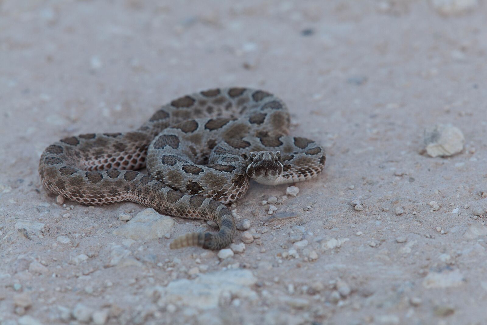 Canon EOS 5D Mark II sample photo. Reptile, animal, desert, coiled photography