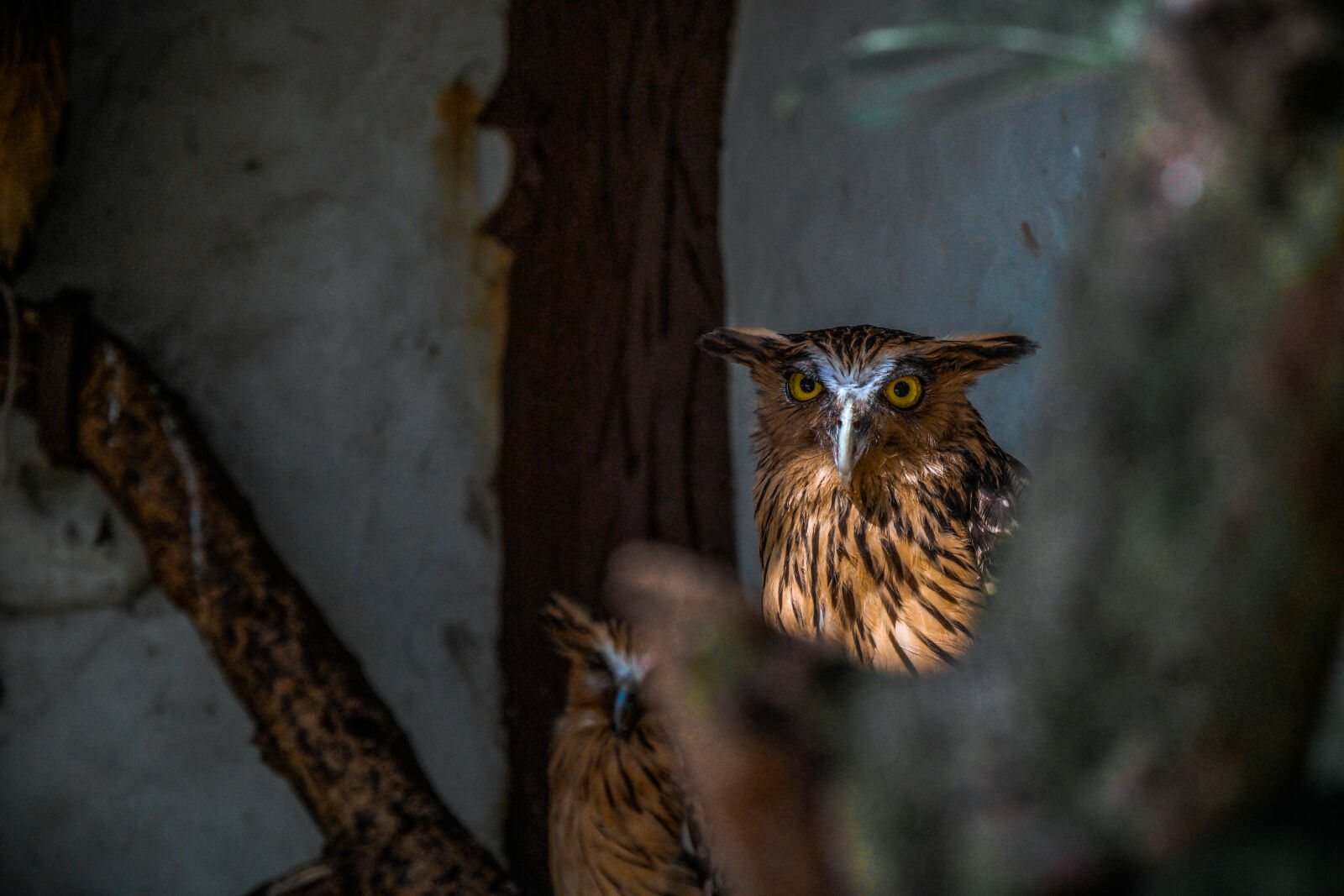 Samsung NX1 sample photo. Bird, animal, owl, wildlife photography
