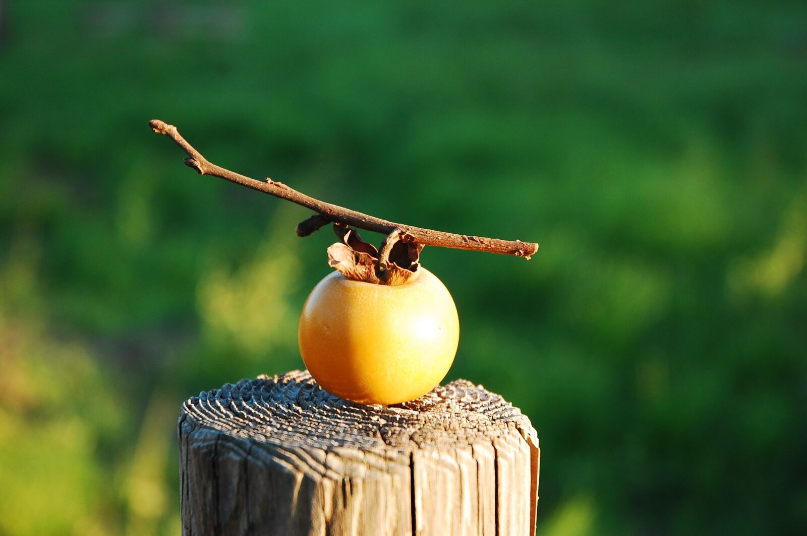 Nikon D40 sample photo. Autumn, persimmon, countryside photography