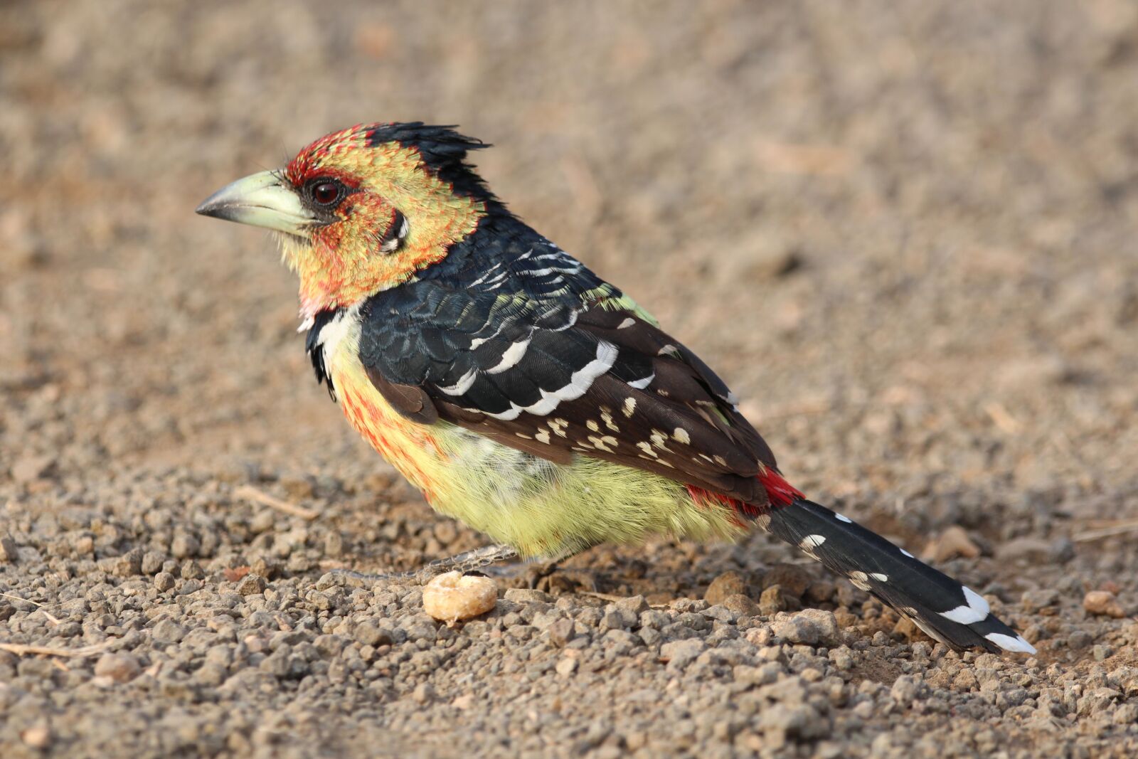 150-600mm F5-6.3 DG OS HSM | Contemporary 015 sample photo. Barbet, crested, bird photography