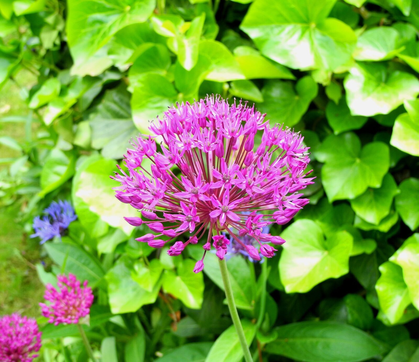 Nikon Coolpix P7000 sample photo. Hagymavir g, d szhagyma photography
