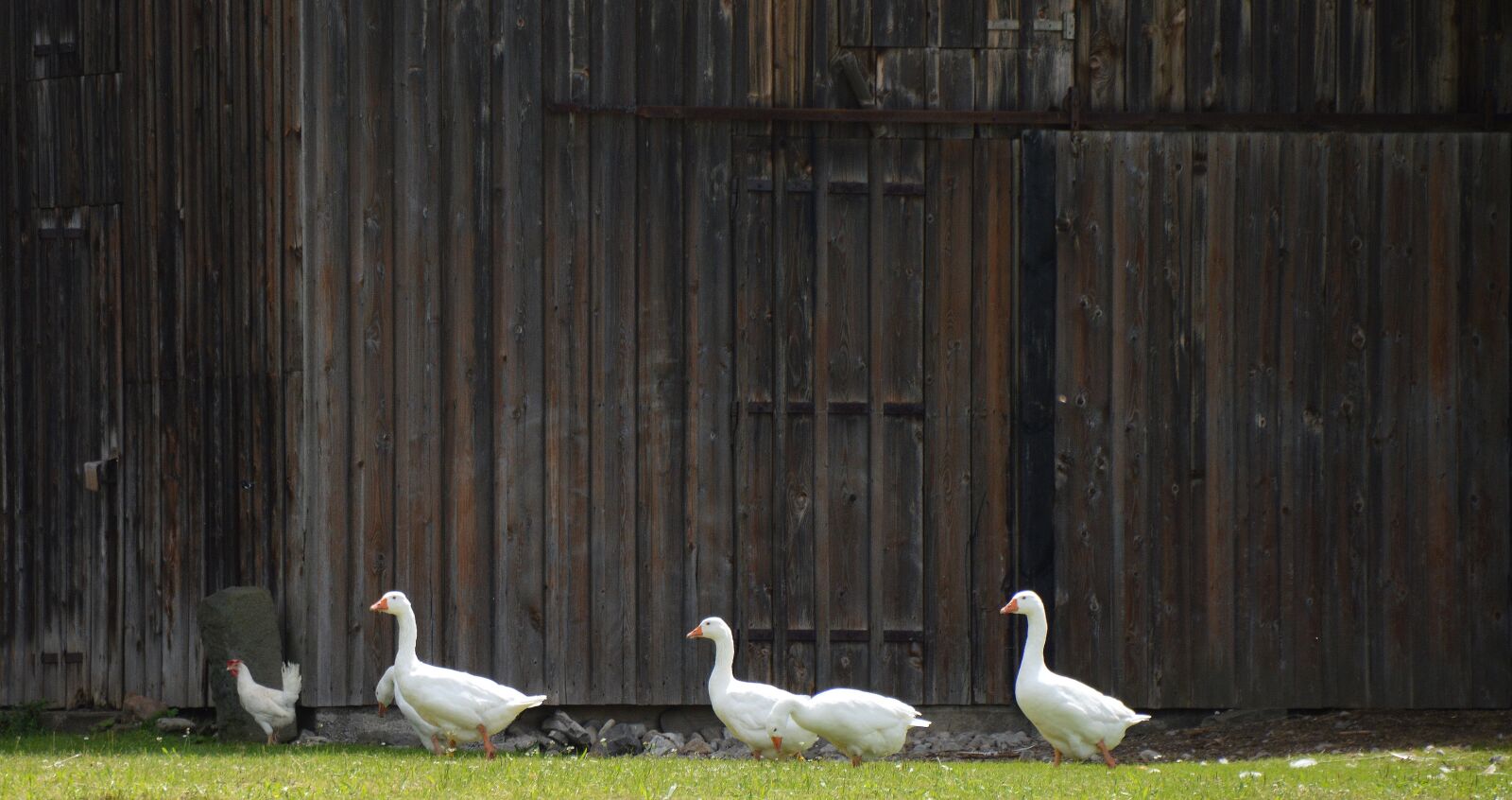 Nikon D3200 sample photo. Single file, geese theater photography