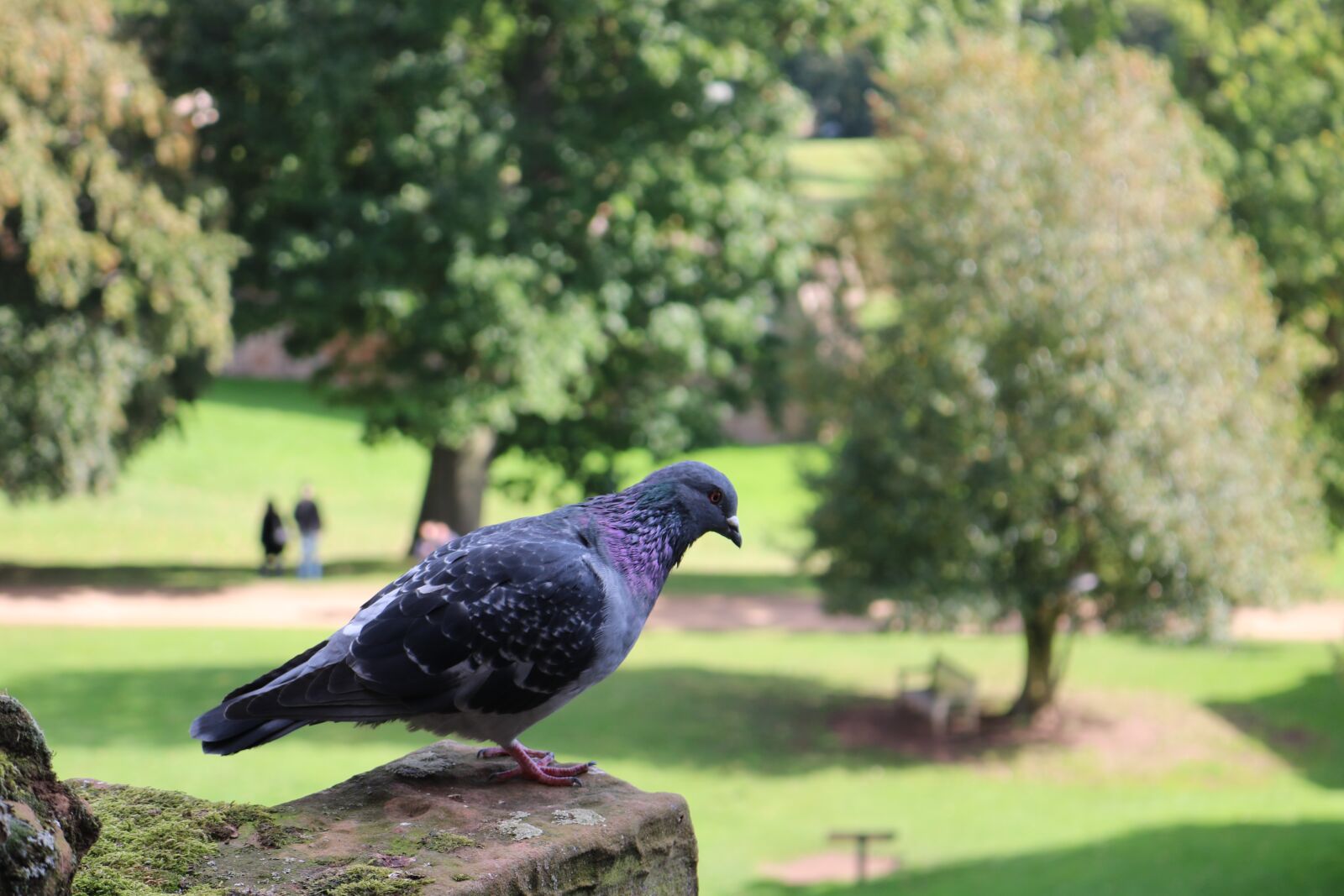 Canon EOS 750D (EOS Rebel T6i / EOS Kiss X8i) sample photo. Pigeon, nature, castle photography