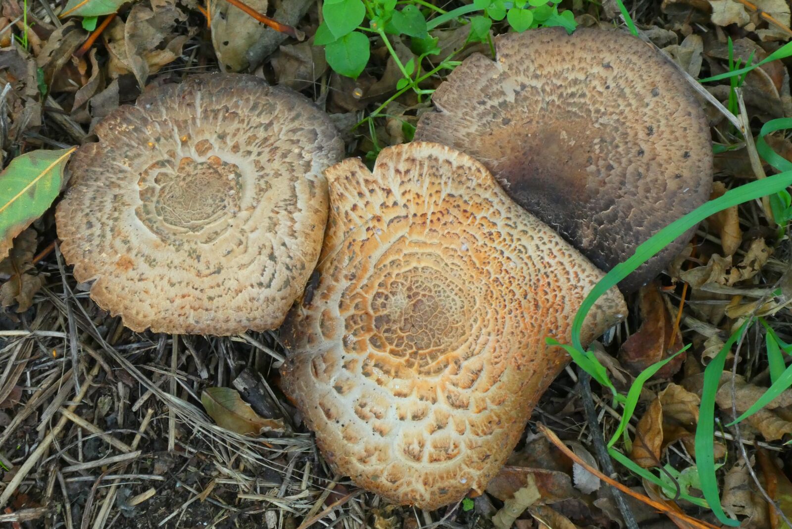 Panasonic Lumix DC-ZS70 (Lumix DC-TZ90) sample photo. Mushrooms, autumn, forest photography