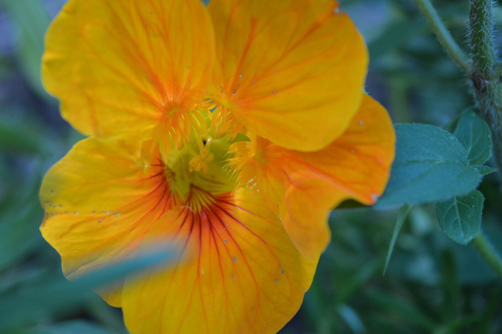 Nikon D3200 sample photo. Flower, yellow, summer photography