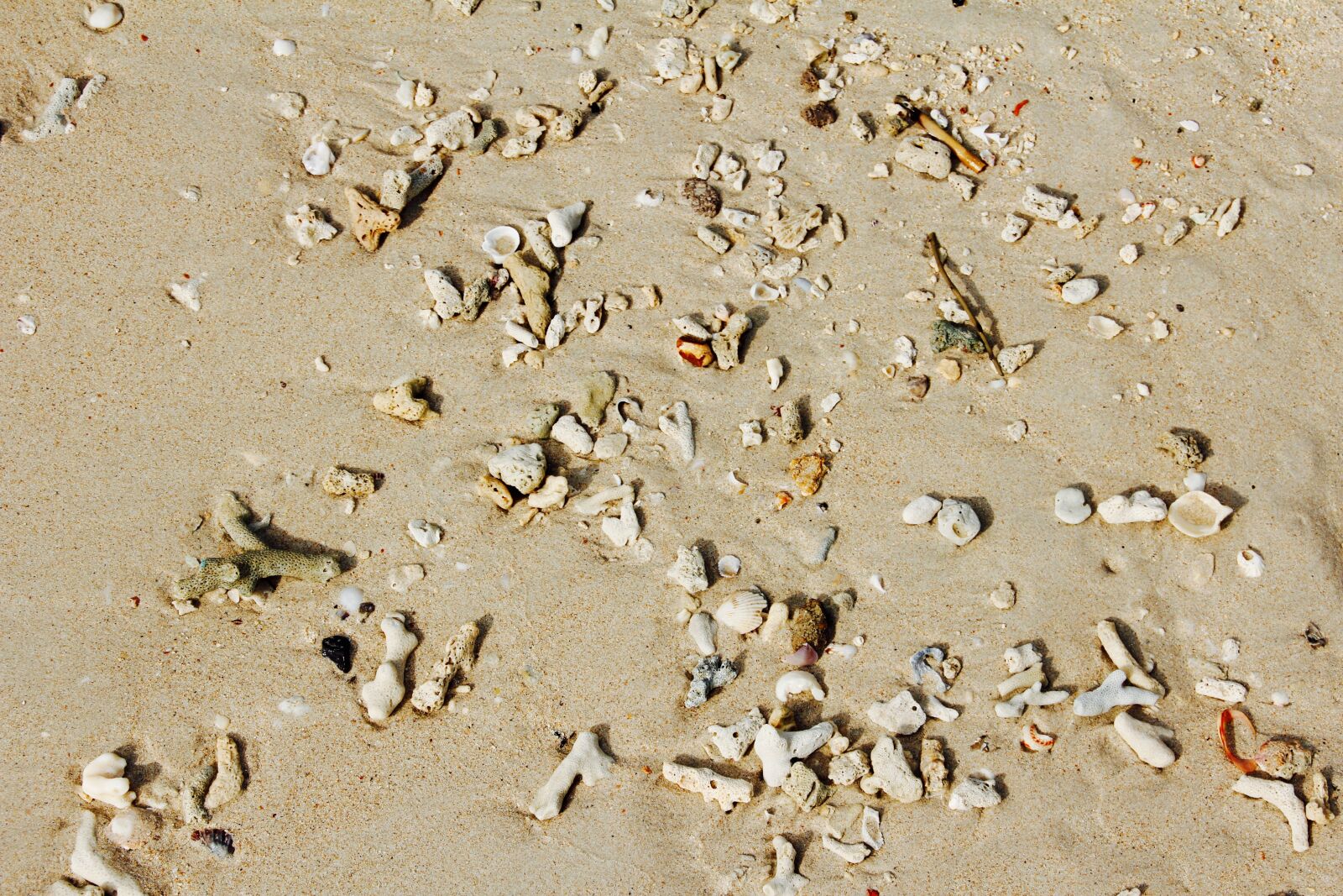 Canon EOS 60D sample photo. Beach, mussels, sea photography