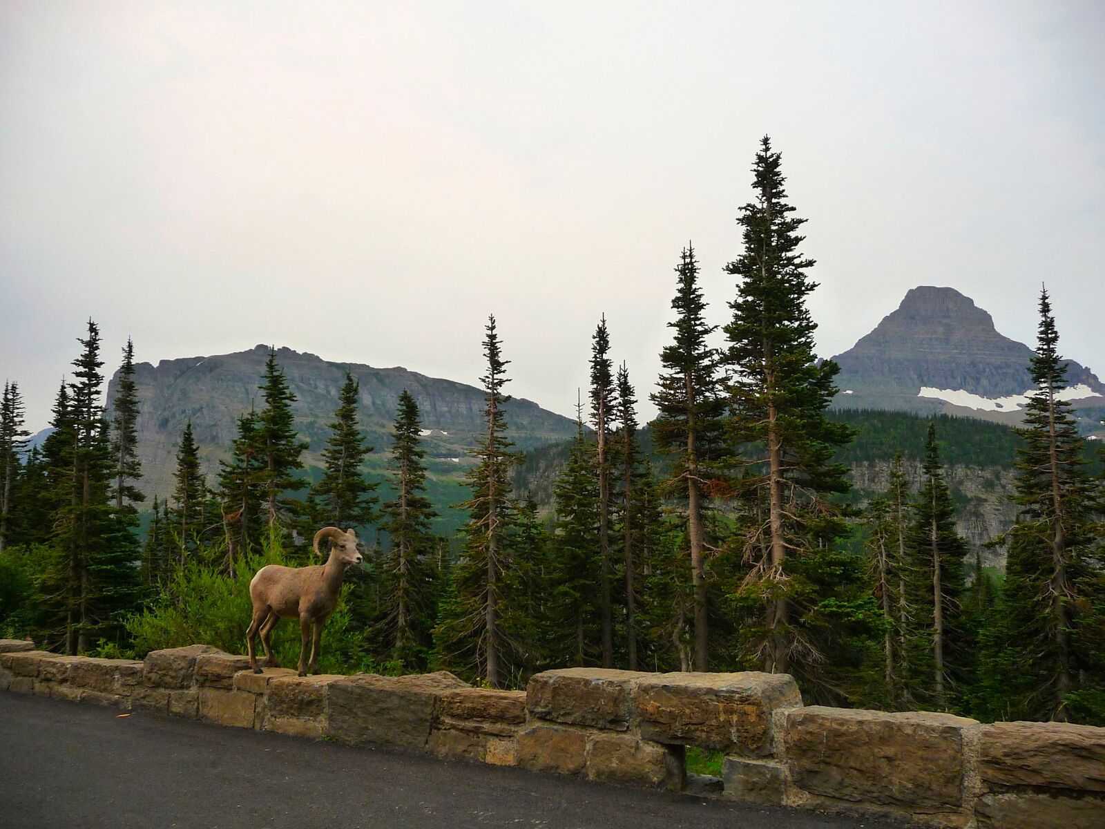 Panasonic Lumix DMC-TZ5 sample photo. Animal, moufflon, mountains, hills photography