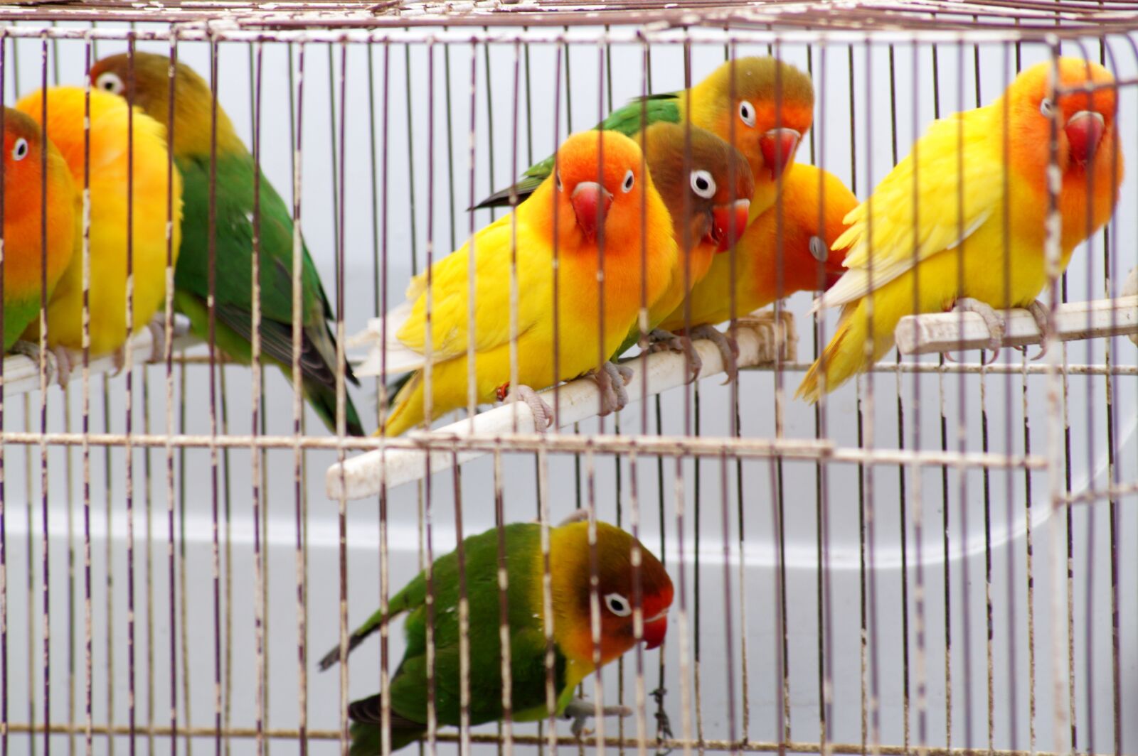 Sony SLT-A58 sample photo. Birds, cage, animals photography
