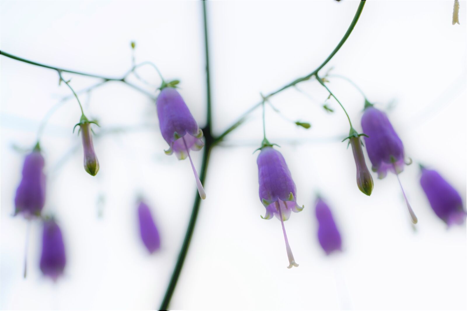 Sony a7R III + Sony FE 90mm F2.8 Macro G OSS sample photo. Wildflower, wild, flower photography