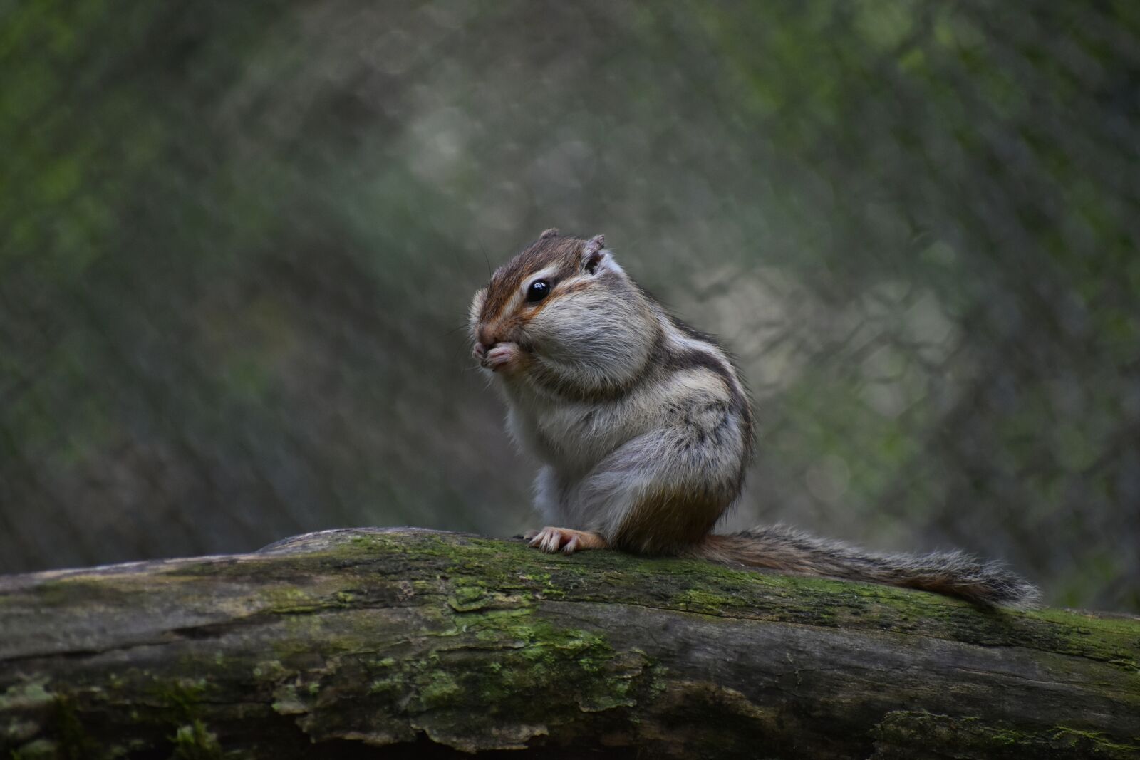 Nikon D7200 sample photo. Animal, squirrel, chipmunk photography