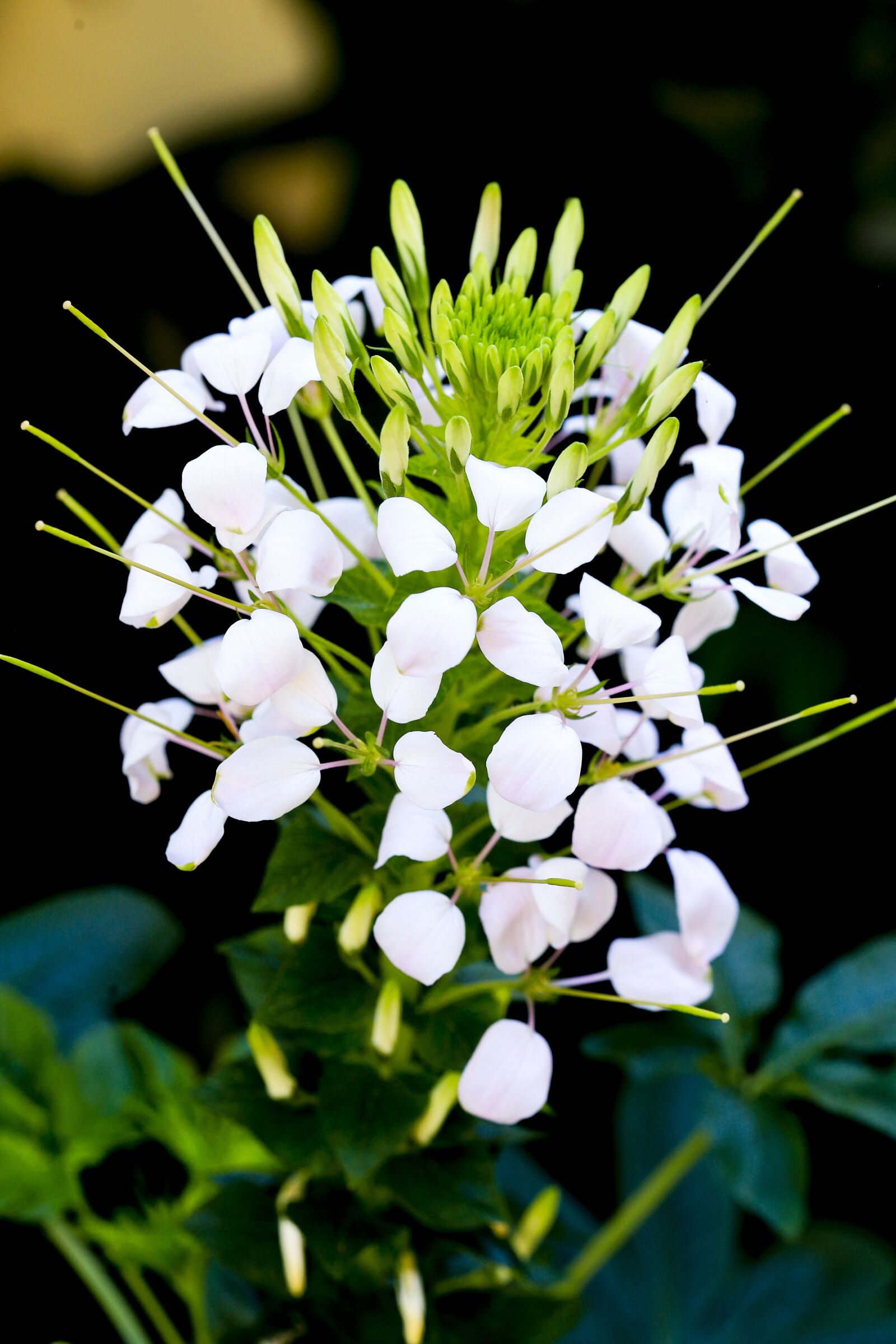 Canon EOS 6D + Canon EF 100mm F2.8 Macro USM sample photo. Flower, nice, background photography