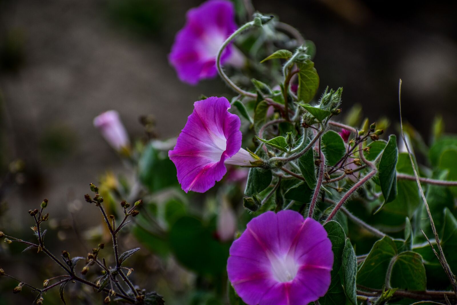 Nikon D3400 sample photo. Flower, wild flower, summer photography
