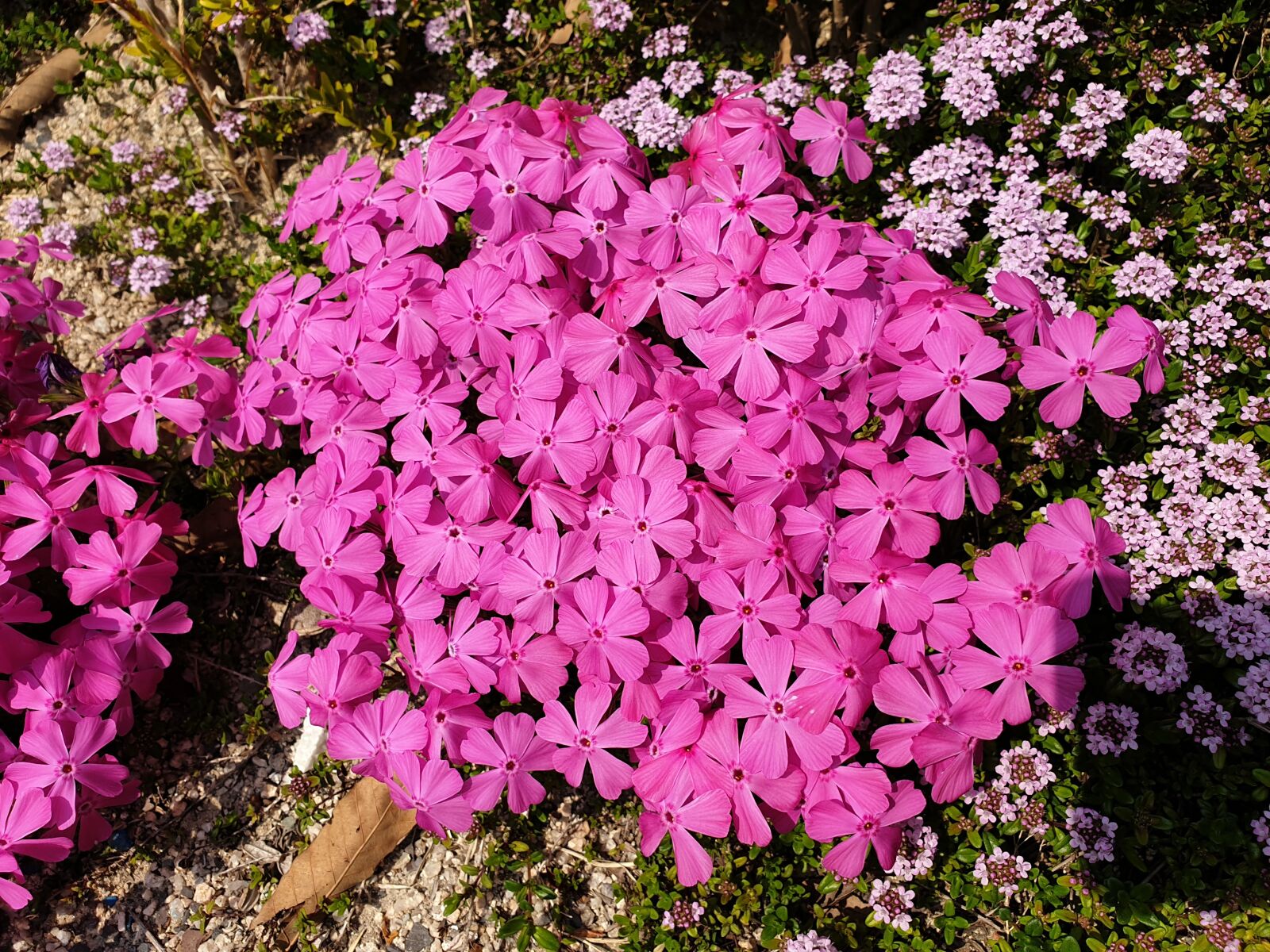 Samsung Galaxy S9+ sample photo. Flowers, pink, flower photography