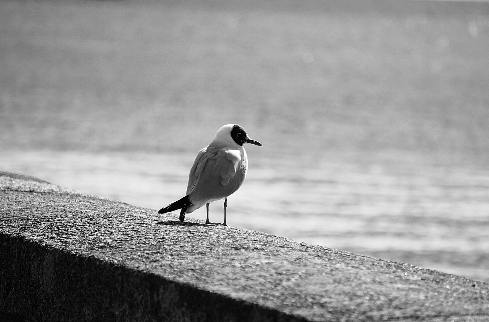 Sony a6000 sample photo. Tern, seagull, bird photography