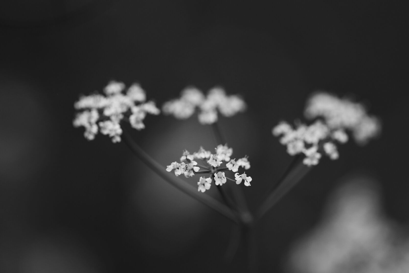 Canon EOS 7D Mark II sample photo. Flower, spring flowers, white photography