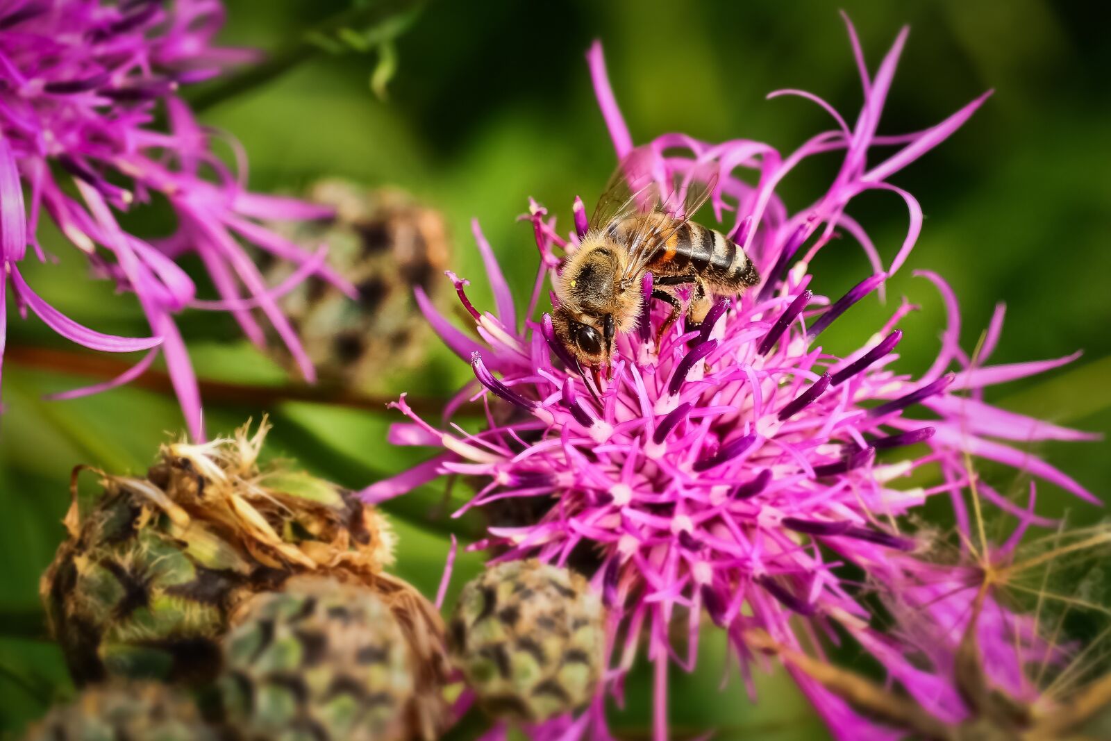 Olympus OM-D E-M10 sample photo. Flower, bee, insect photography