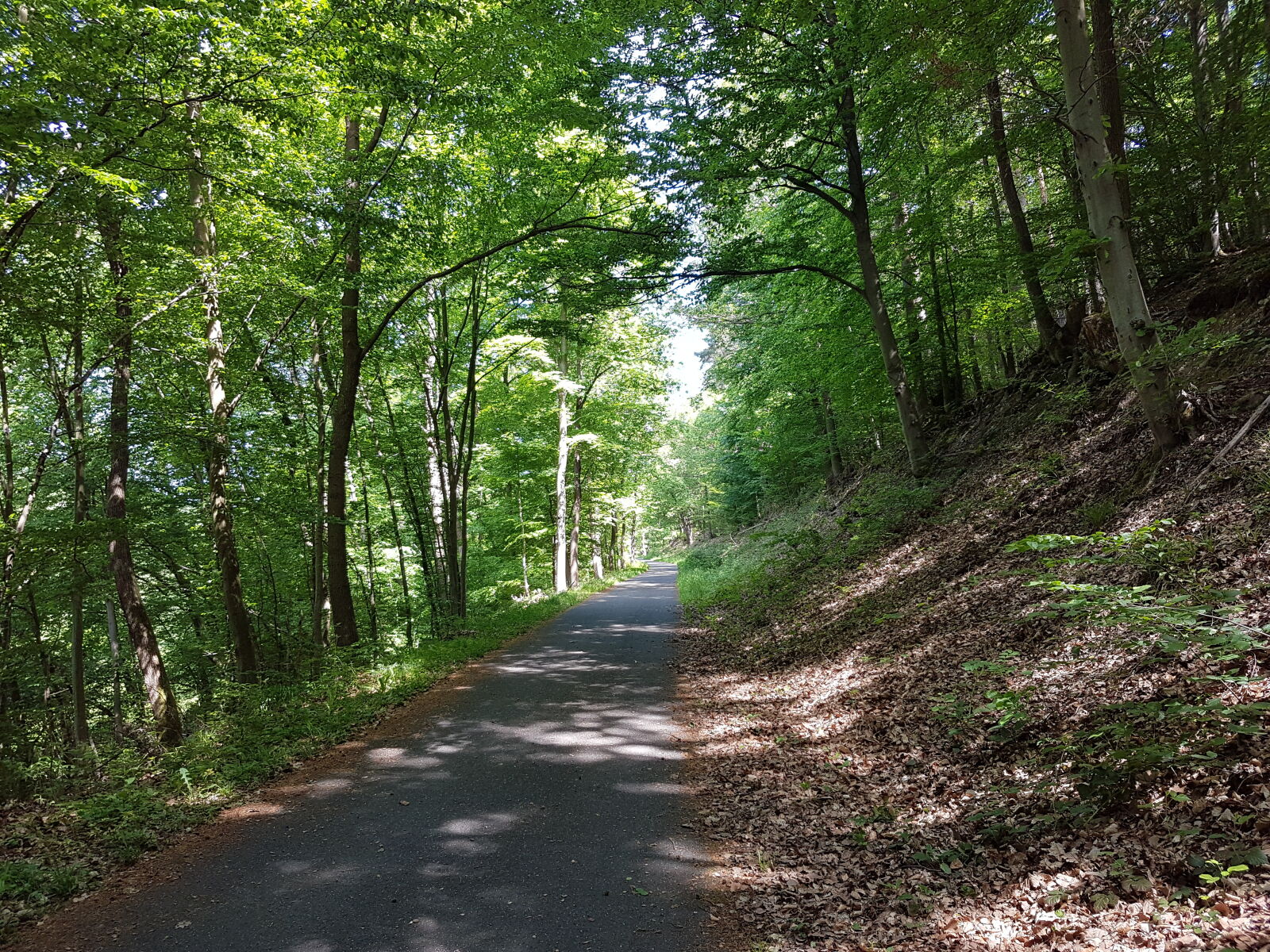 Samsung Galaxy S7 Edge sample photo. Forest, forest, path, mothernature photography