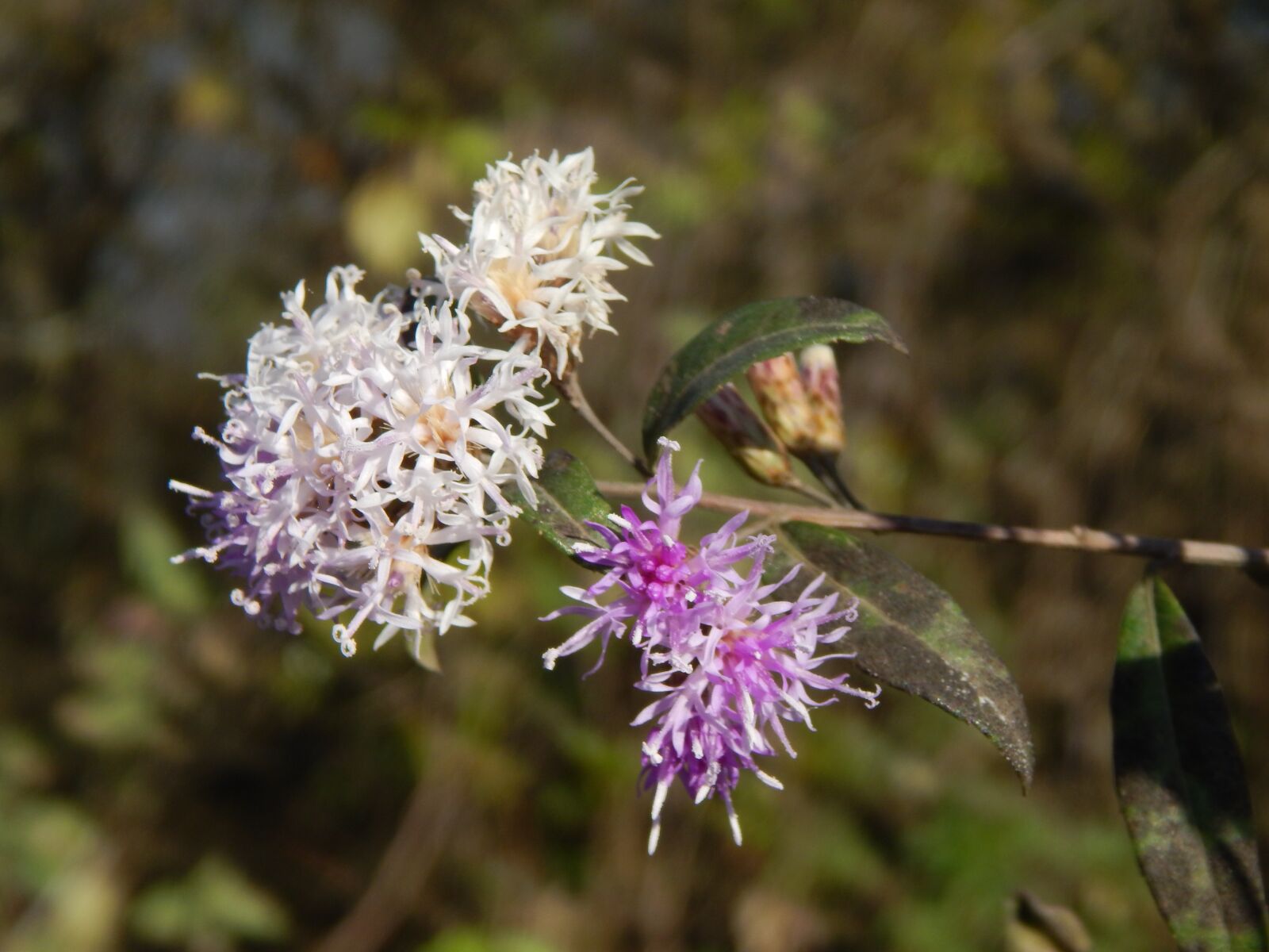 Nikon Coolpix L820 sample photo. Flower, lilac, wild photography
