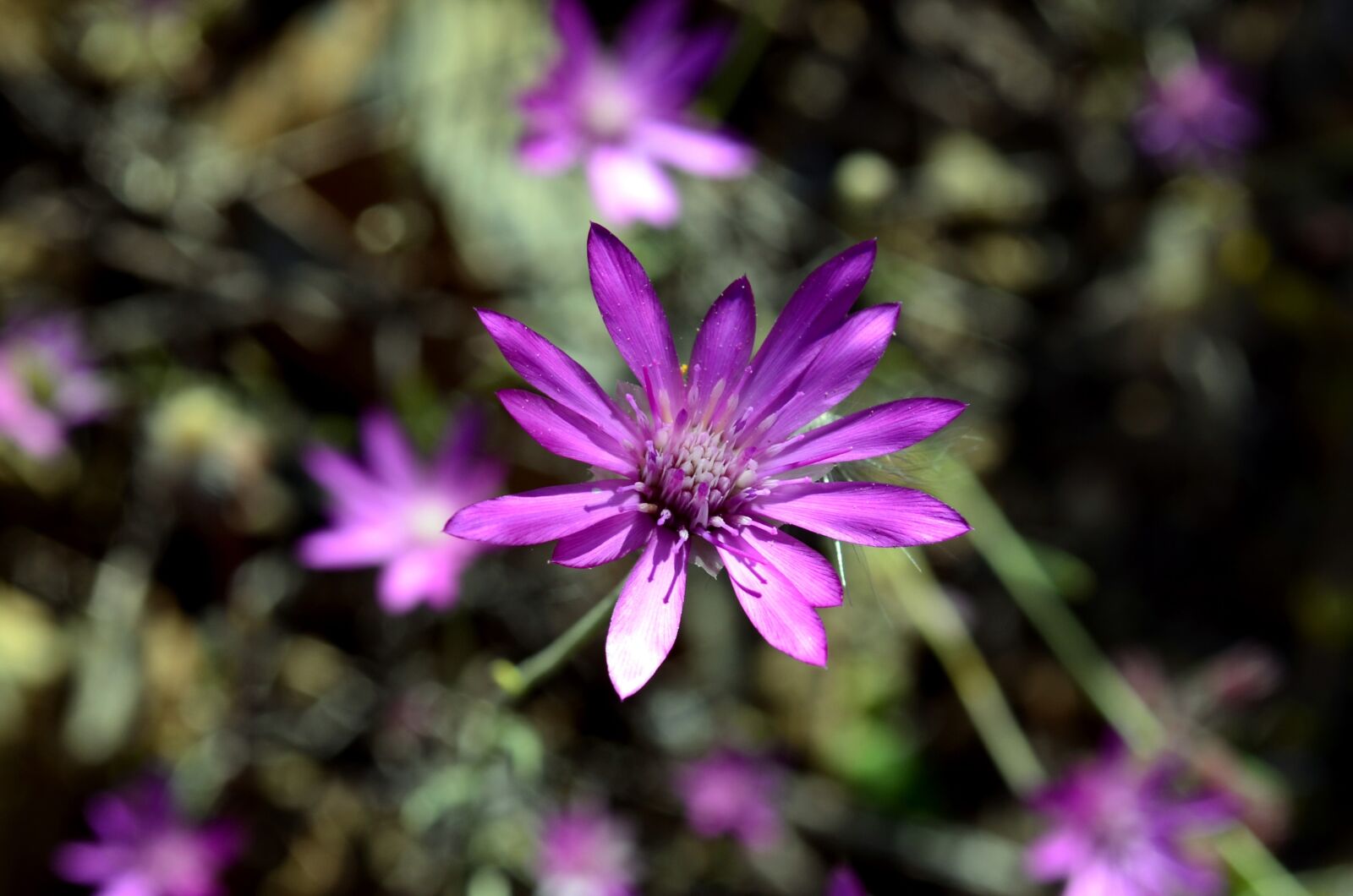 Nikon D5100 sample photo. Flower, nature, macro photography