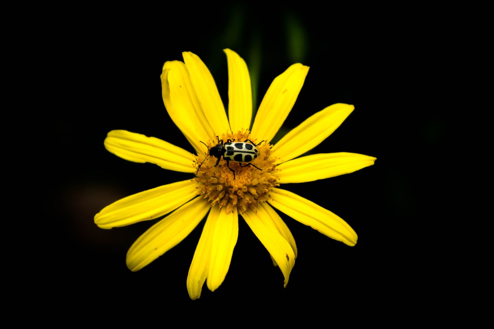 Canon EOS 600D (Rebel EOS T3i / EOS Kiss X5) sample photo. Flower, nature, no person photography