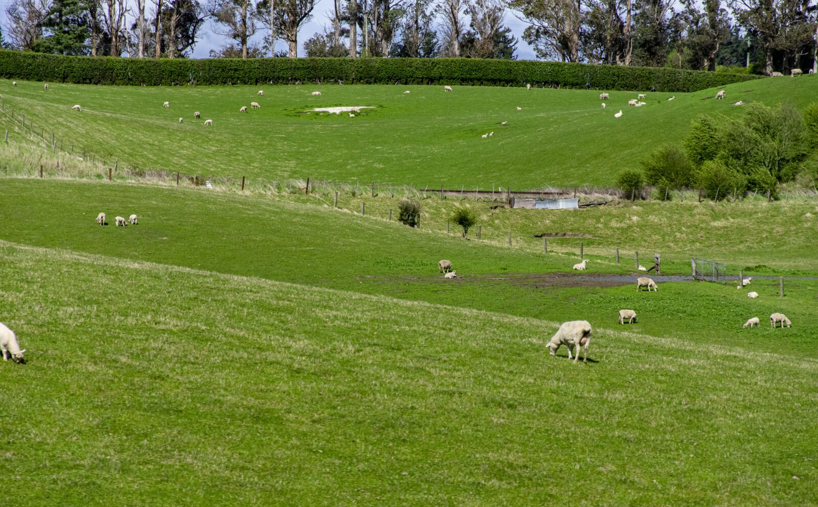 Nikon D3400 sample photo. Sheep, meadow, farming photography