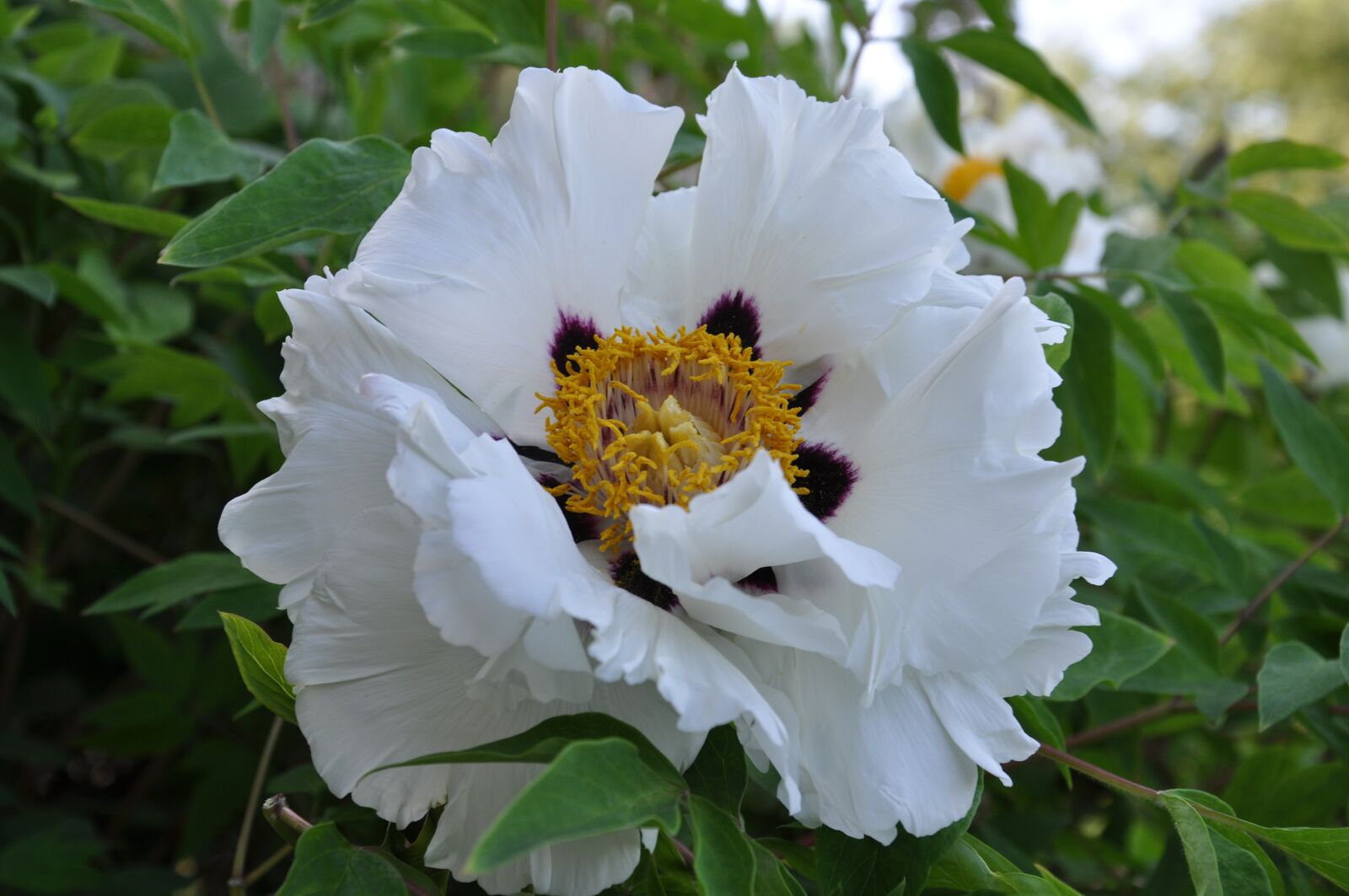 Nikon D90 sample photo. Flower, white, greens photography