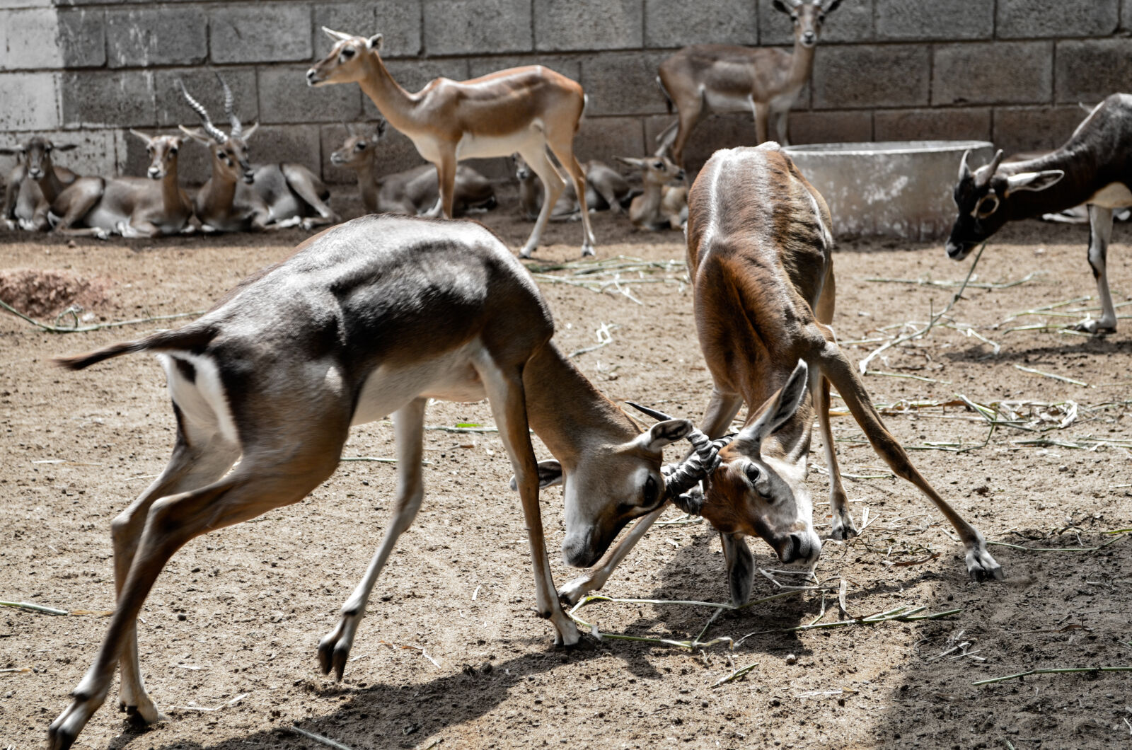 Nikon D5100 sample photo. Deers photography