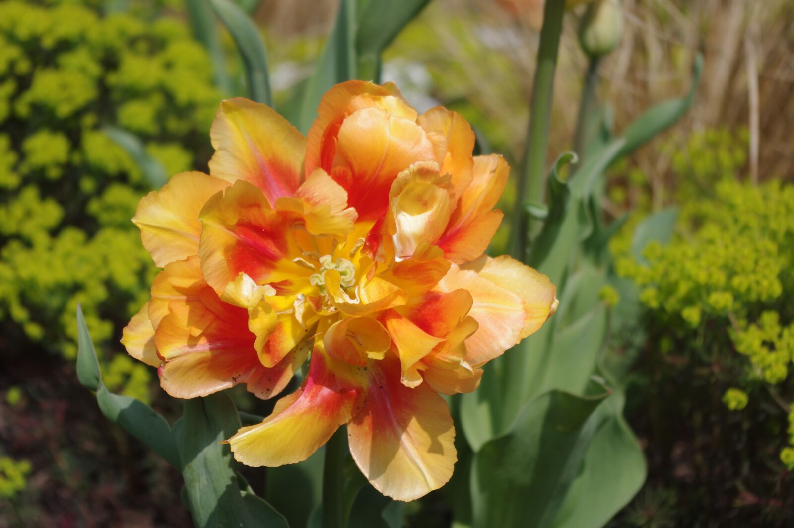 Pentax K-x sample photo. Tulip, close up, flower photography