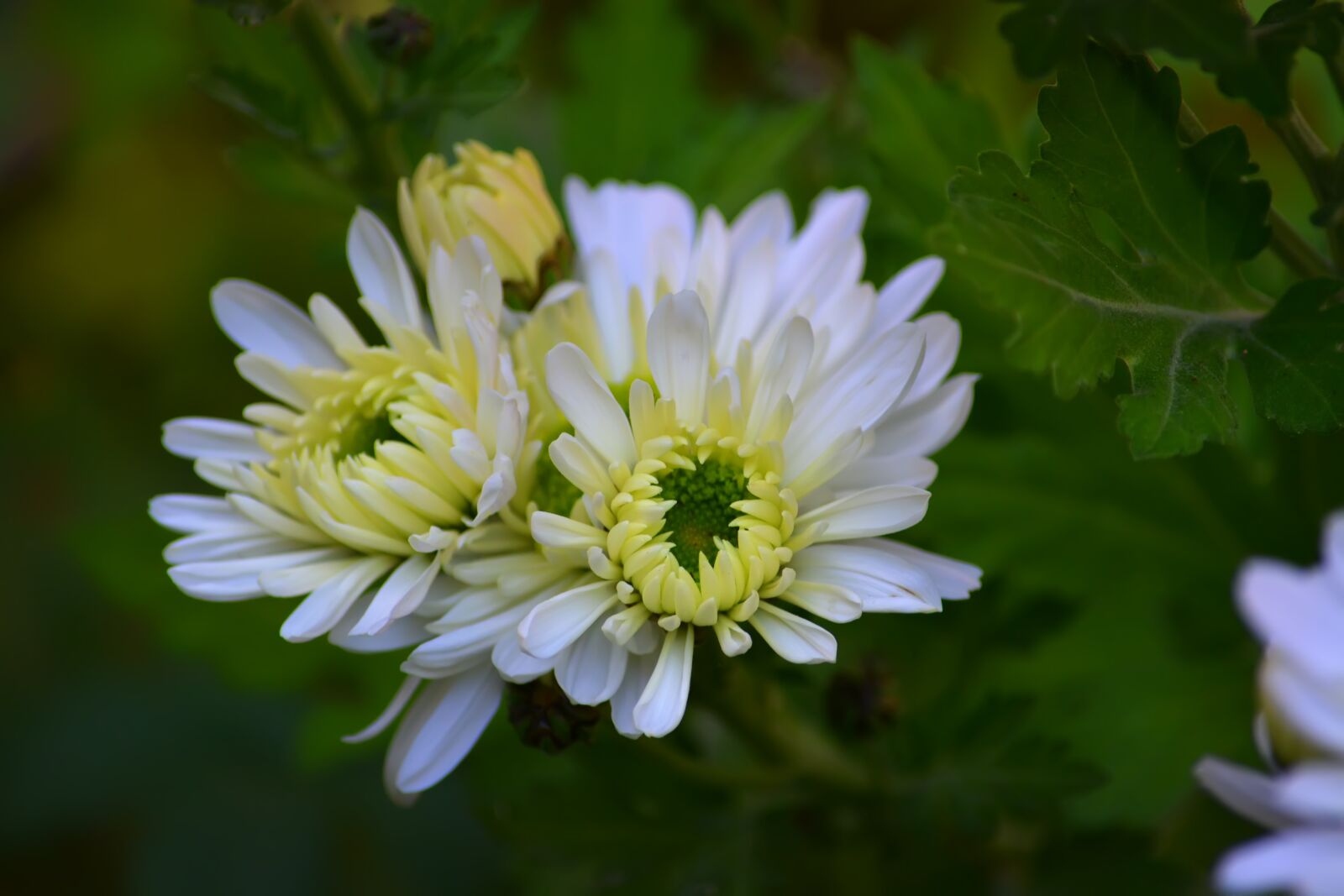 Nikon D5200 sample photo. Chrysanthemum, flowers, garden photography
