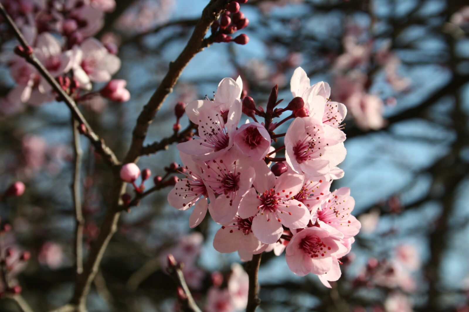 Canon EOS 350D (EOS Digital Rebel XT / EOS Kiss Digital N) sample photo. Nature, blossom, pink photography