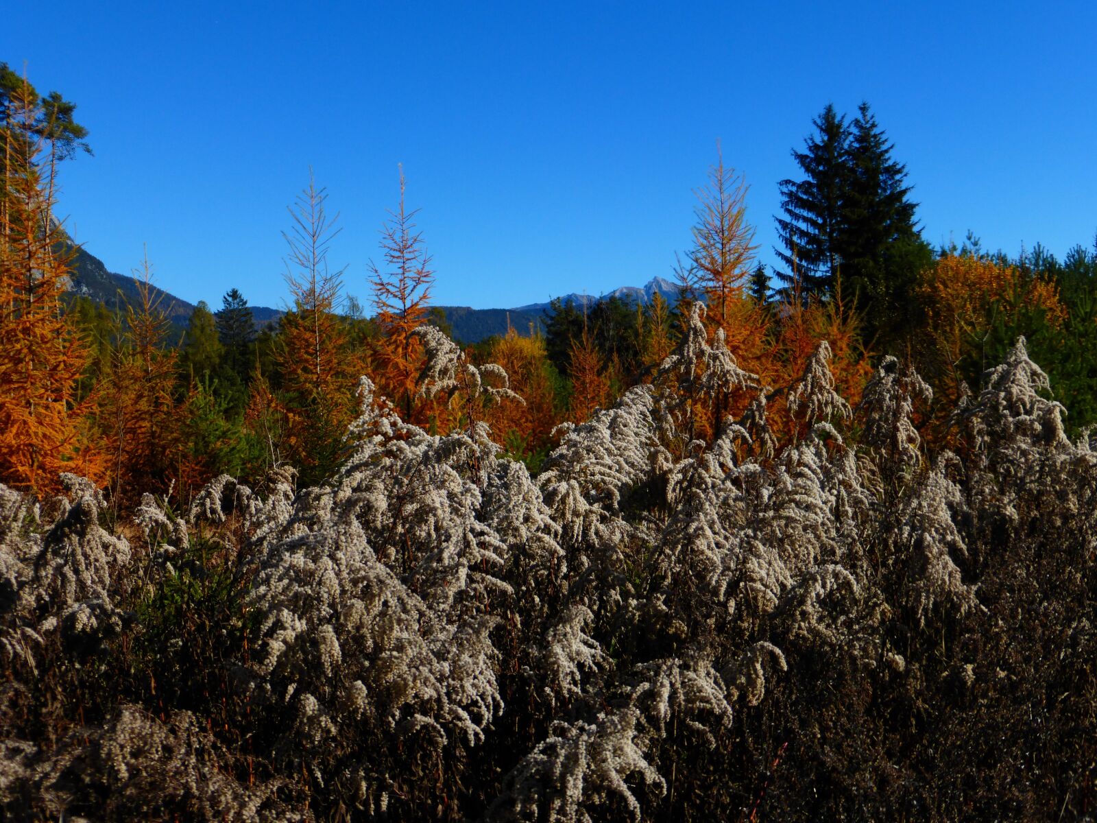 Panasonic DMC-TZ36 sample photo. Autumn, leaves, forest photography