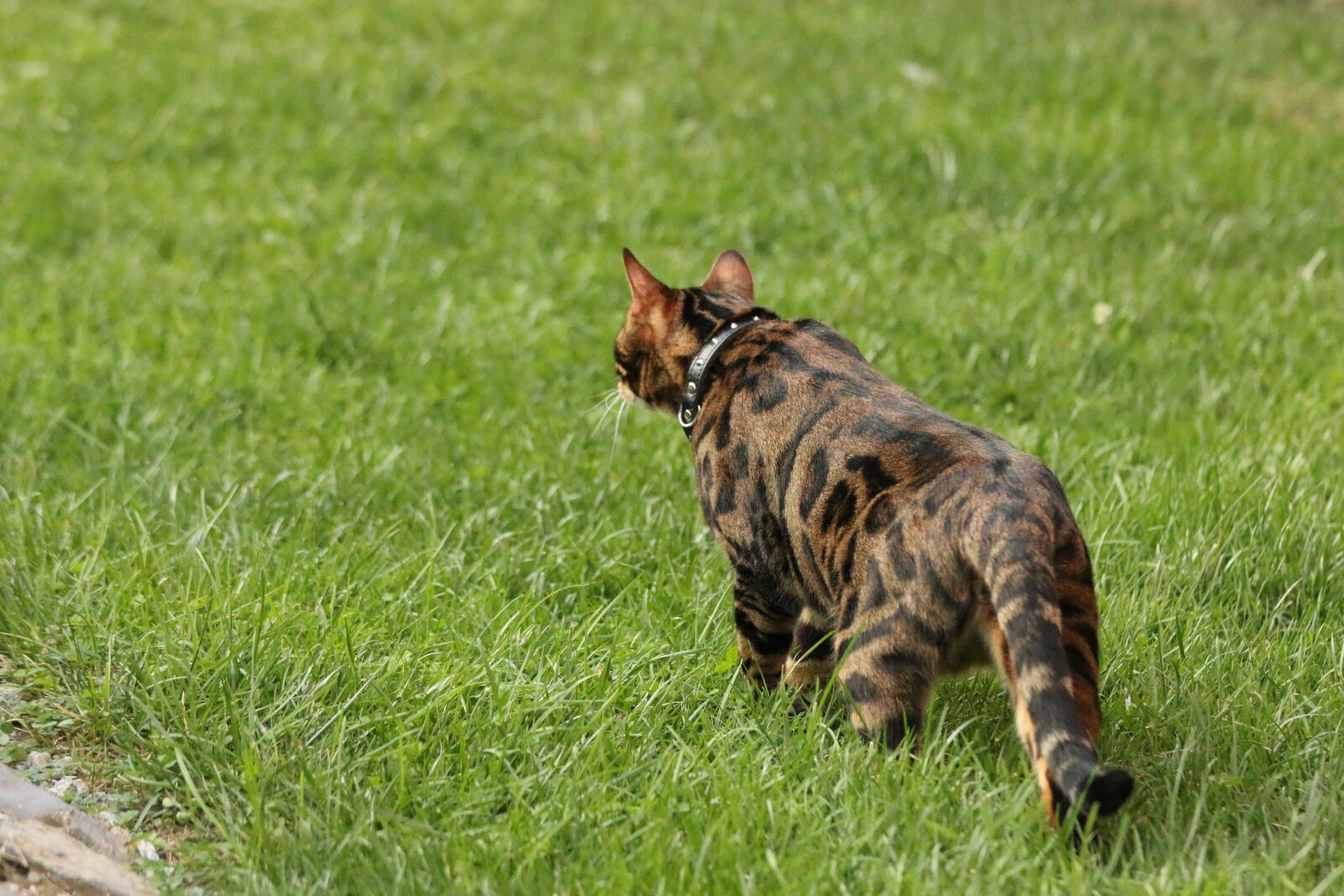 Canon EOS 70D + Canon EF 70-200mm F4L IS USM sample photo. Bengal cat, nature, tiger photography